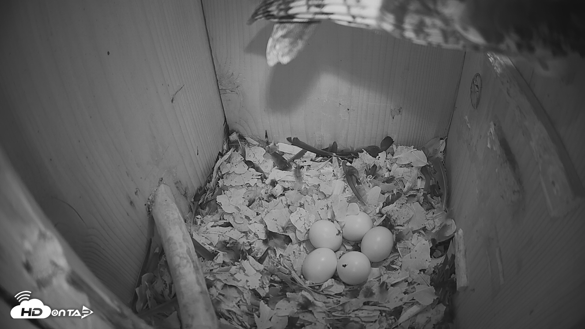 Snapshot of Eastern Screech Owl Nest Box Live Webcam taken Mar 7, 2026, 7:31am CST