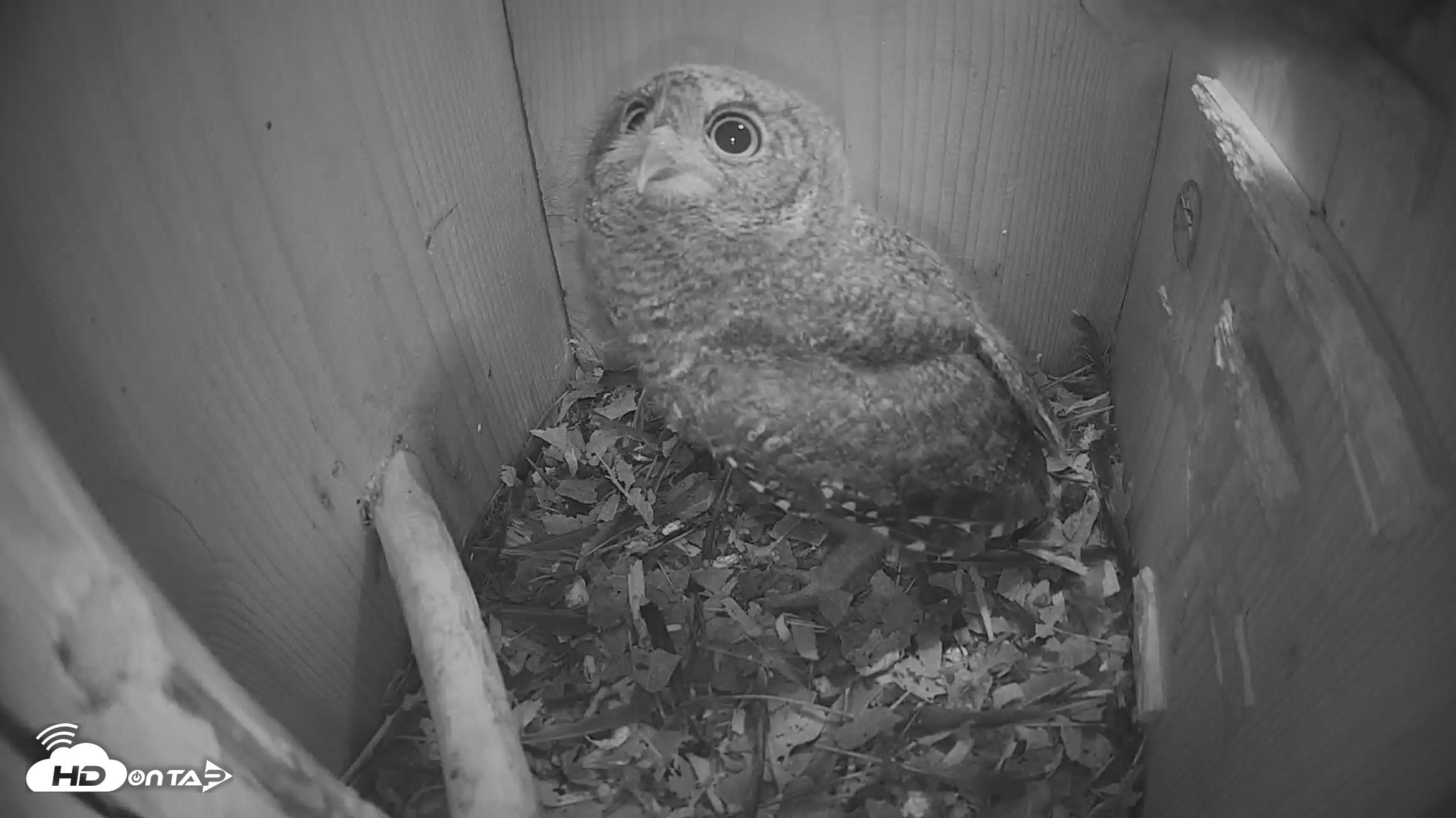 Snapshot of Eastern Screech Owl Nest Box Live Webcam taken Apr 22, 2026, 10:23pm CDT