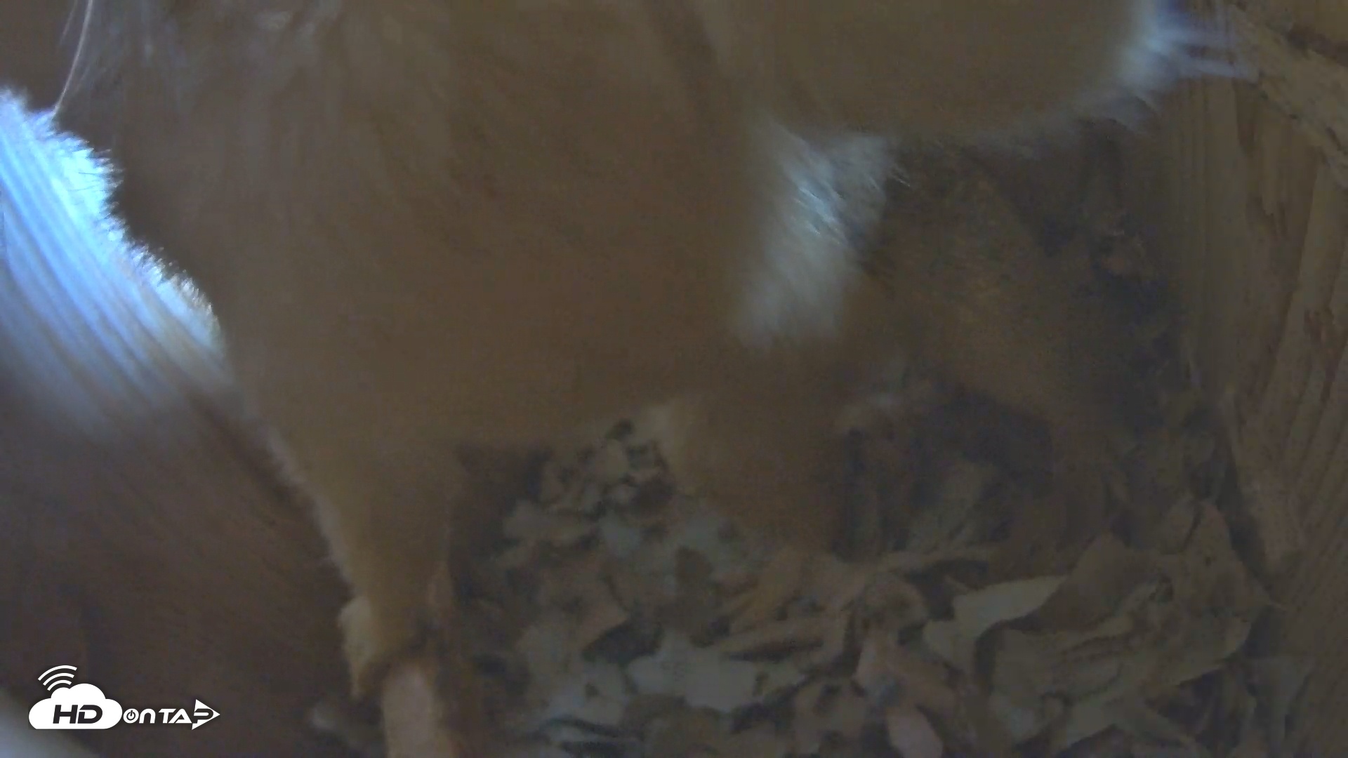 Snapshot of Eastern Screech Owl Nest Box Live Webcam taken Nov 29, 2025, 3:38pm CST