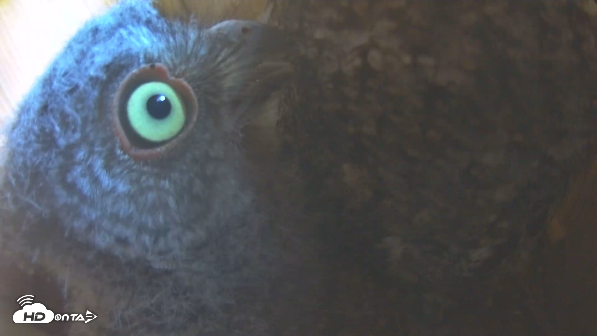 Snapshot of Eastern Screech Owl Nest Box Live Webcam taken Apr 23, 2025, 12:01am CDT