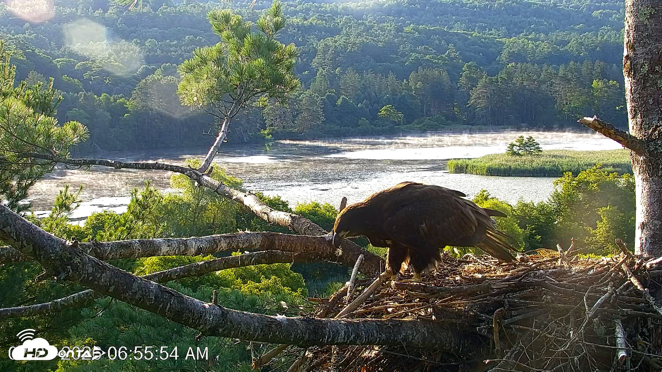 Snapshot of VINS Bald Eagles Nest Live Cams taken Jul 23, 2026, 6:56am EDT