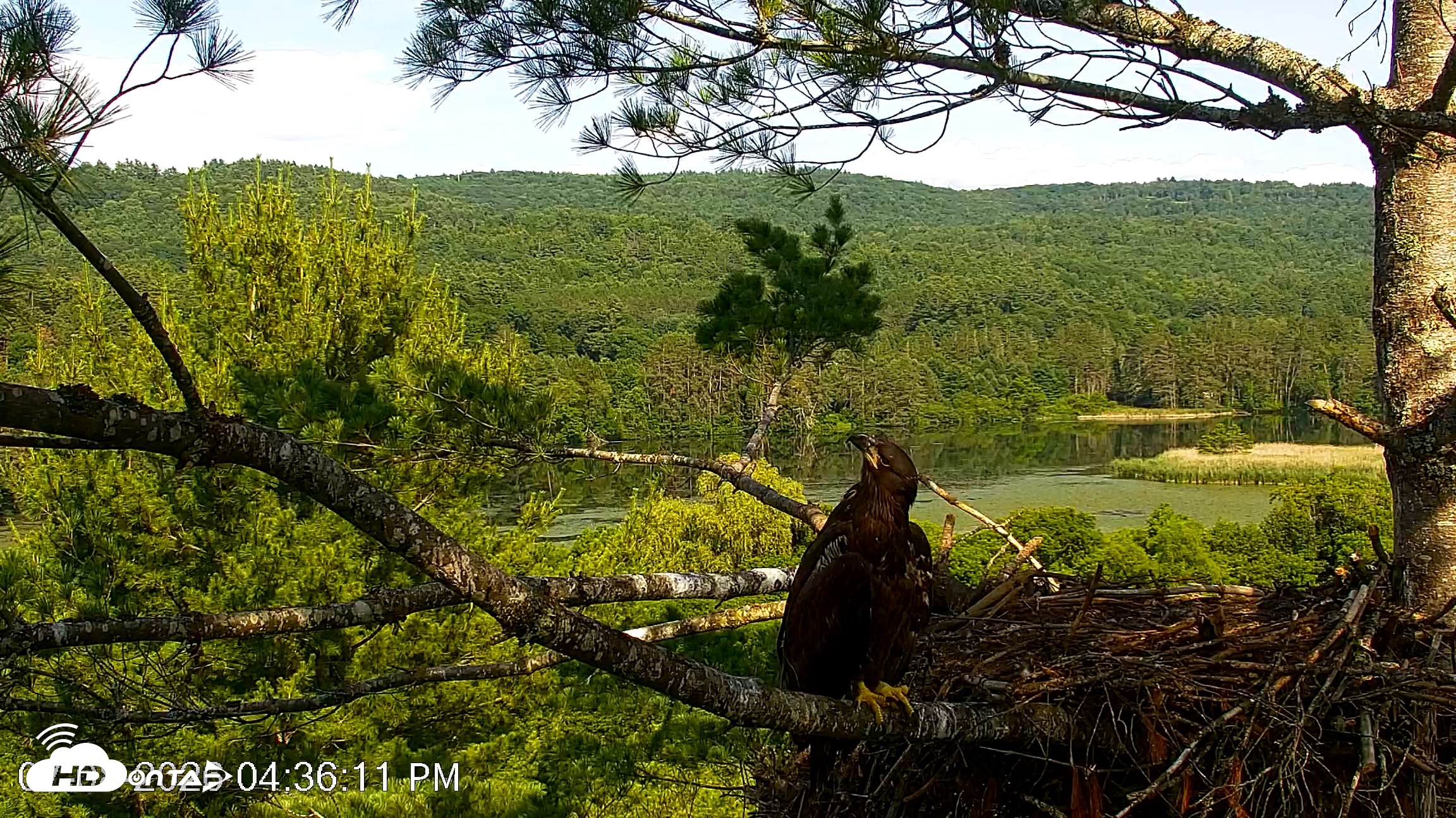 Snapshot of VINS Bald Eagles Nest Live Cams taken Jul 8, 2026, 4:36pm EDT