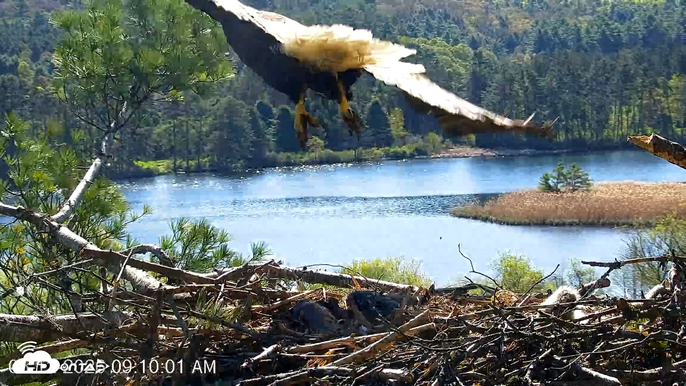 Snapshot of VINS Bald Eagles Nest Live Cams taken May 12, 2026, 9:10am EDT