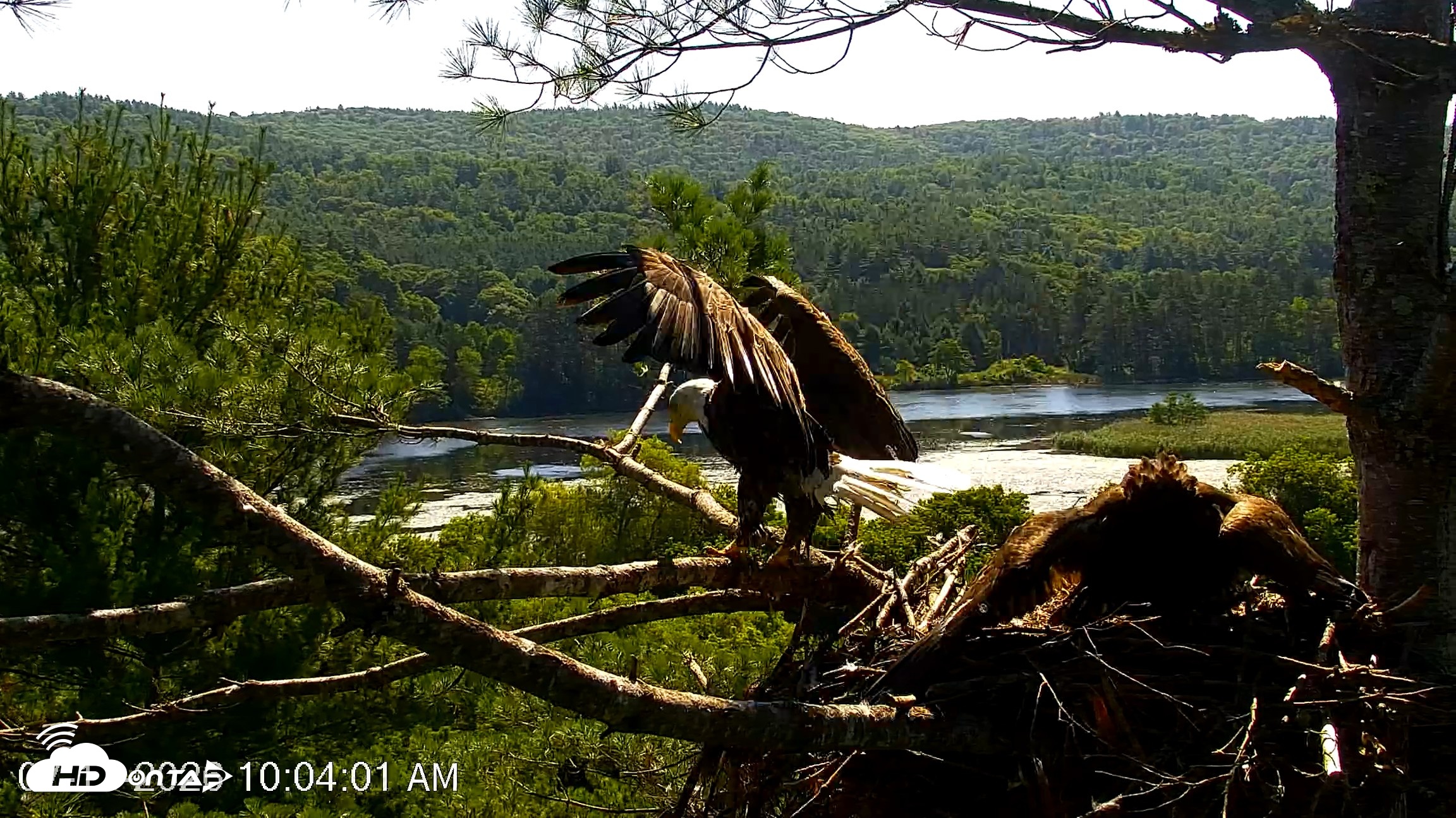 Snapshot of VINS Bald Eagles Nest Live Cams taken Jul 17, 2026, 10:04am EDT
