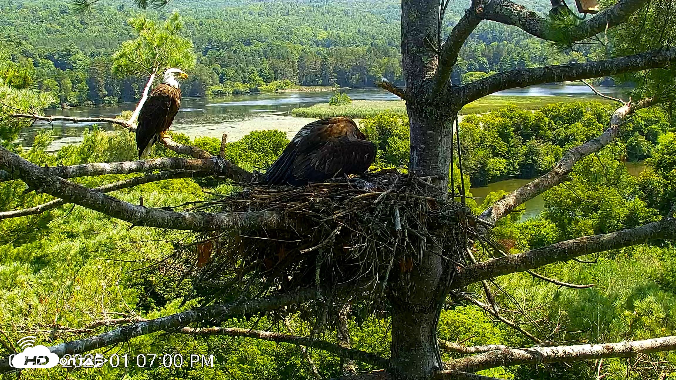 Snapshot of VINS Bald Eagles Nest Live Cams taken Jul 27, 2026, 1:12pm EDT