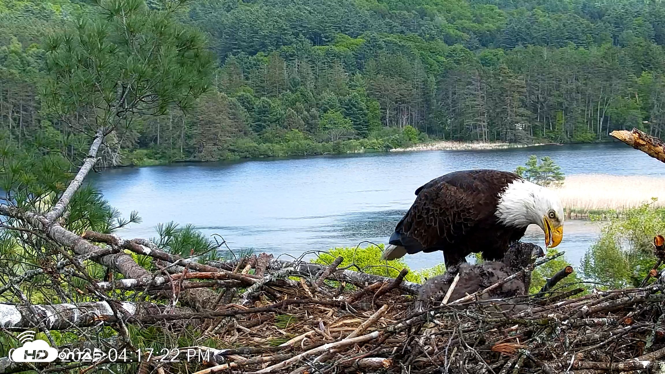 Snapshot of VINS Bald Eagles Nest Live Cams taken May 27, 2026, 4:18pm EDT