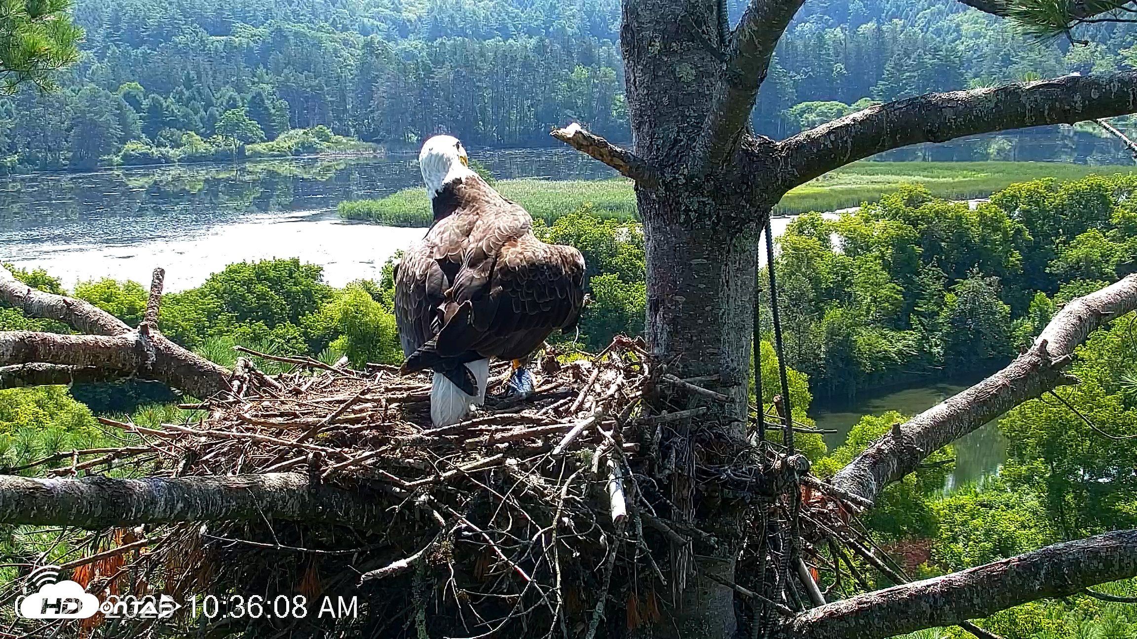 Snapshot of VINS Bald Eagles Nest Live Cams taken Jul 26, 2026, 10:36am EDT