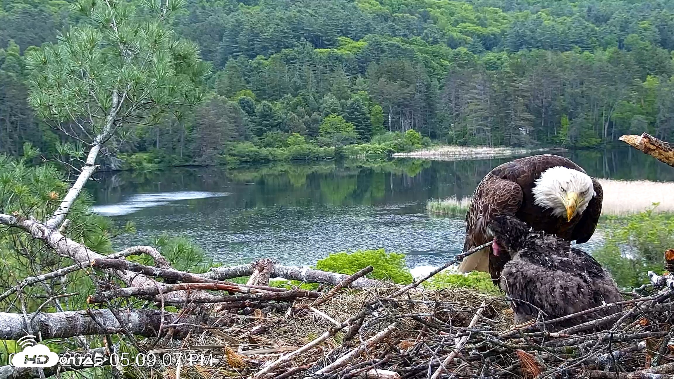 Snapshot of VINS Bald Eagles Nest Live Cams taken May 31, 2026, 5:09pm EDT