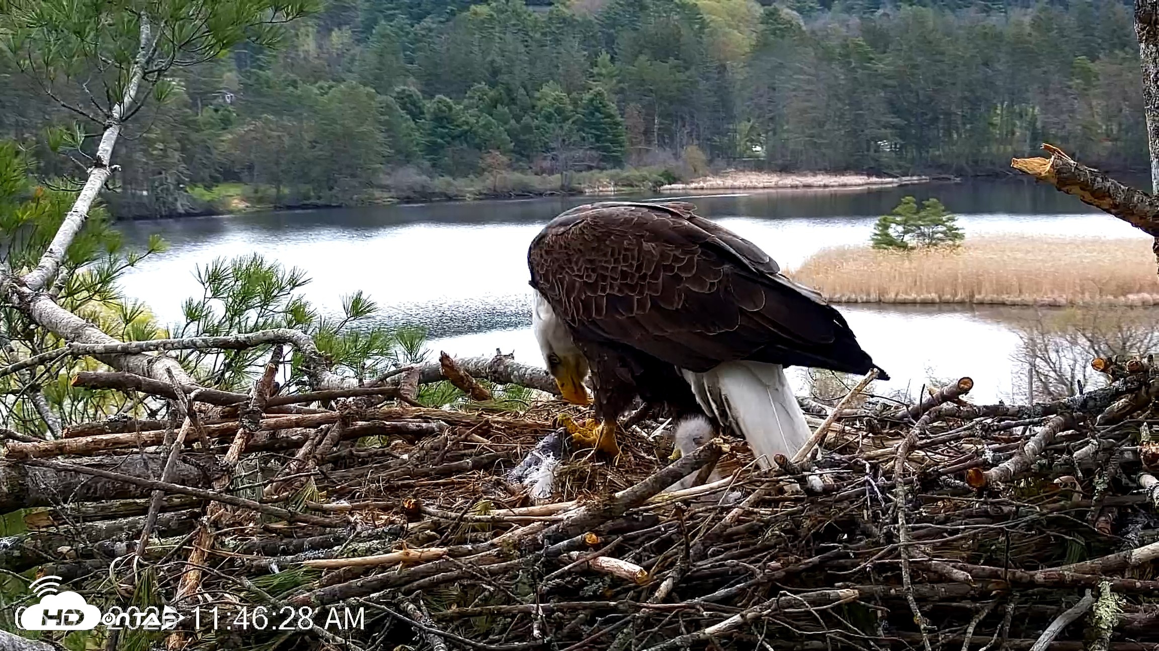 Snapshot of VINS Bald Eagles Nest Live Cams taken May 2, 2026, 11:47am EDT