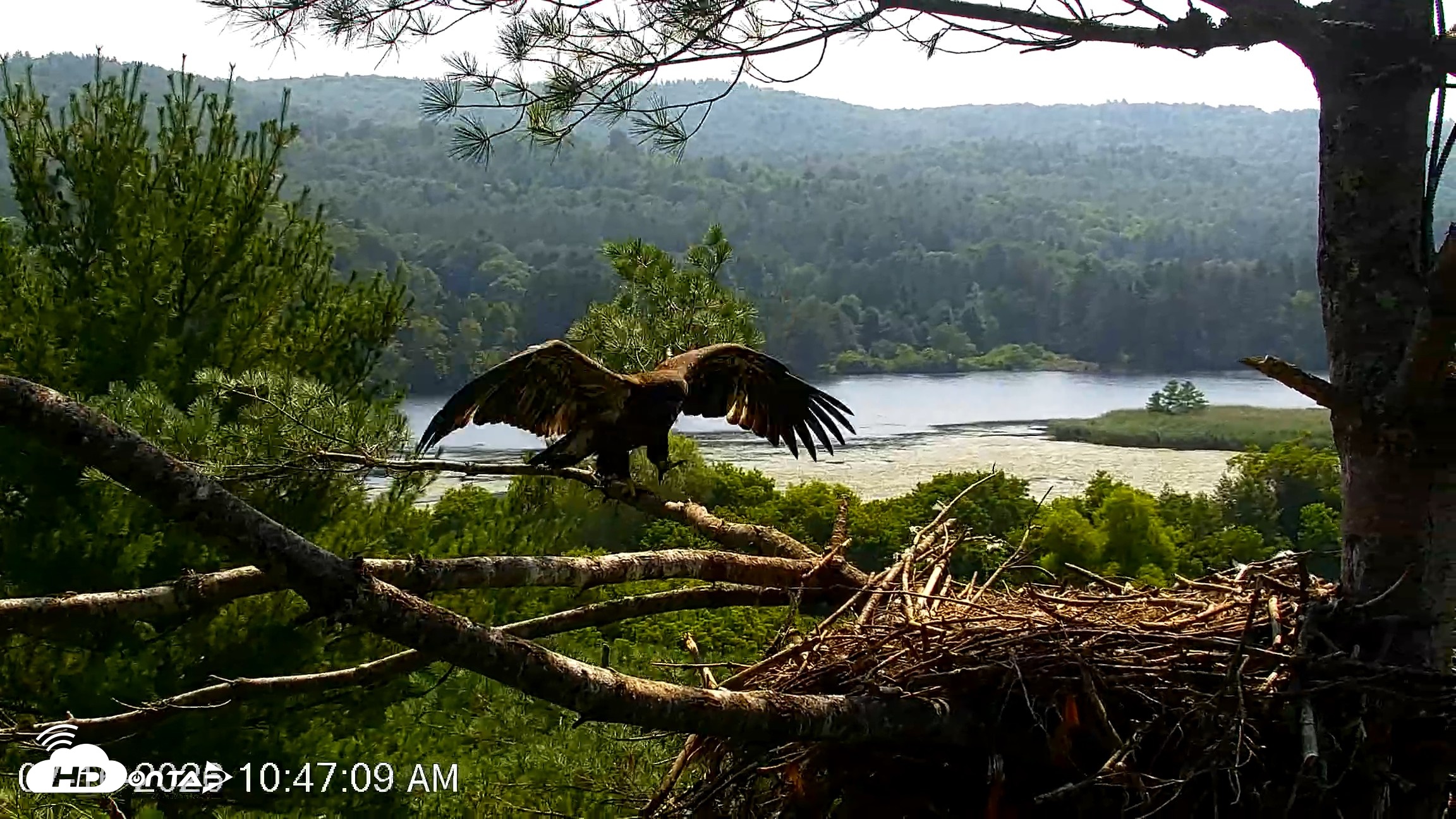 Snapshot of VINS Bald Eagles Nest Live Cams taken Jul 16, 2026, 10:48am EDT