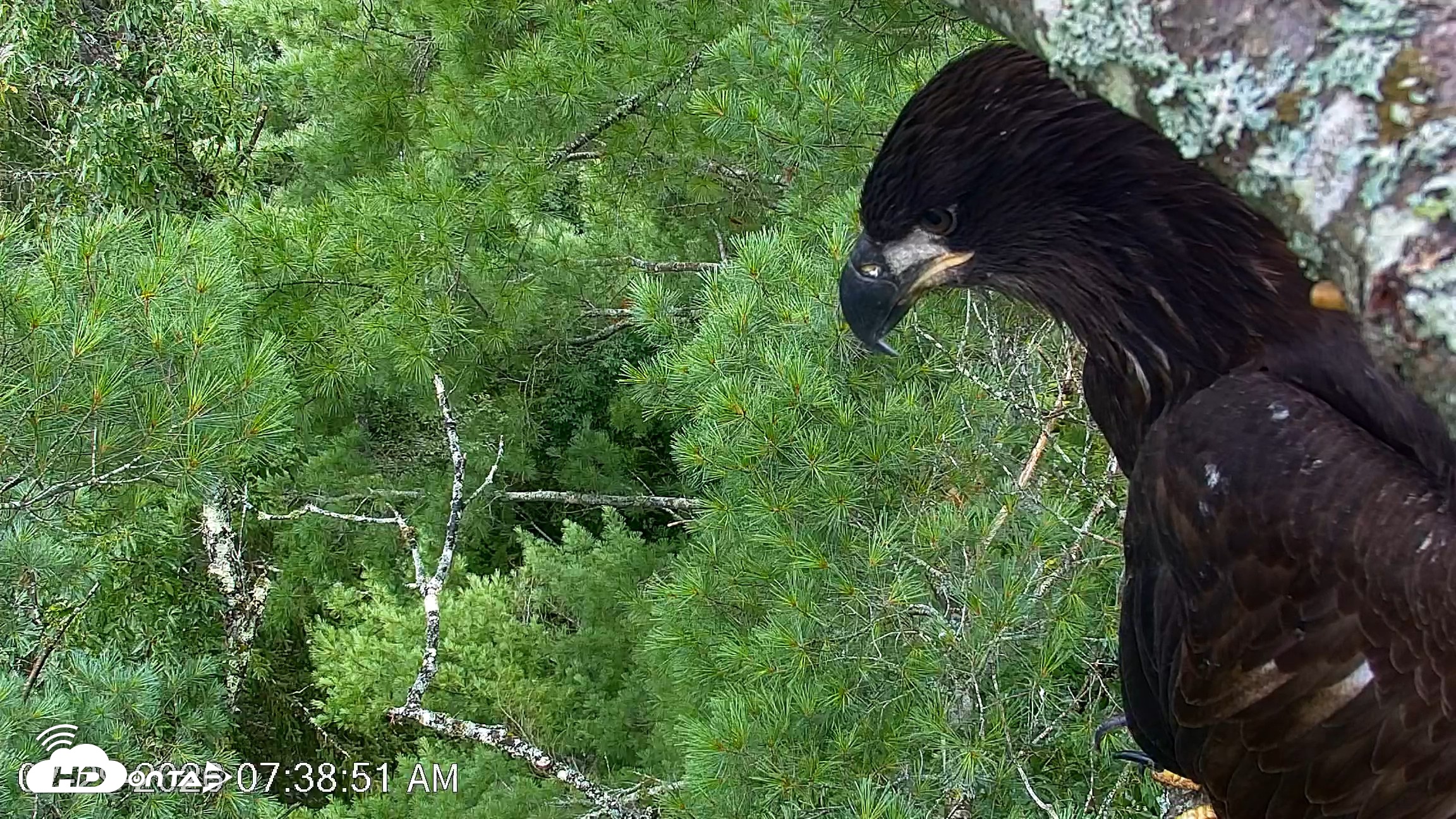 Snapshot of VINS Bald Eagles Nest Live Cams taken Jul 29, 2026, 7:39am EDT