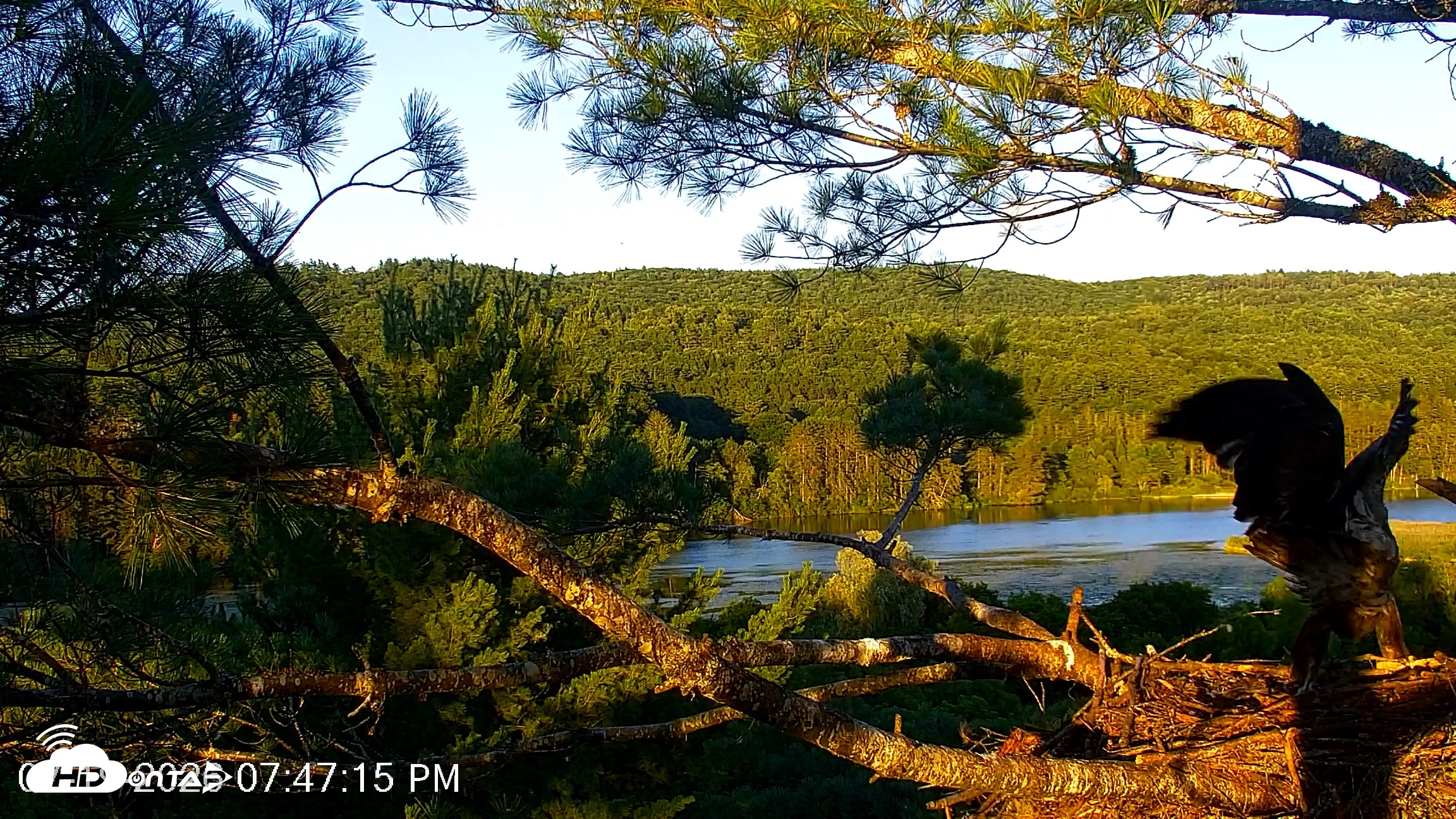 Snapshot of VINS Bald Eagles Nest Live Cams taken Jul 19, 2026, 7:47pm EDT
