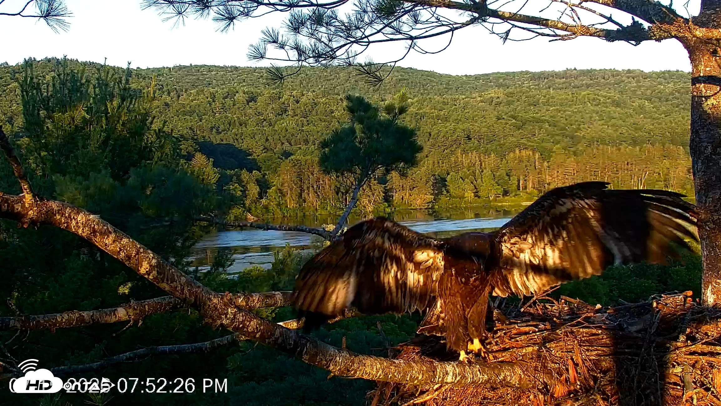 Snapshot of VINS Bald Eagles Nest Live Cams taken Jul 15, 2026, 7:53pm EDT