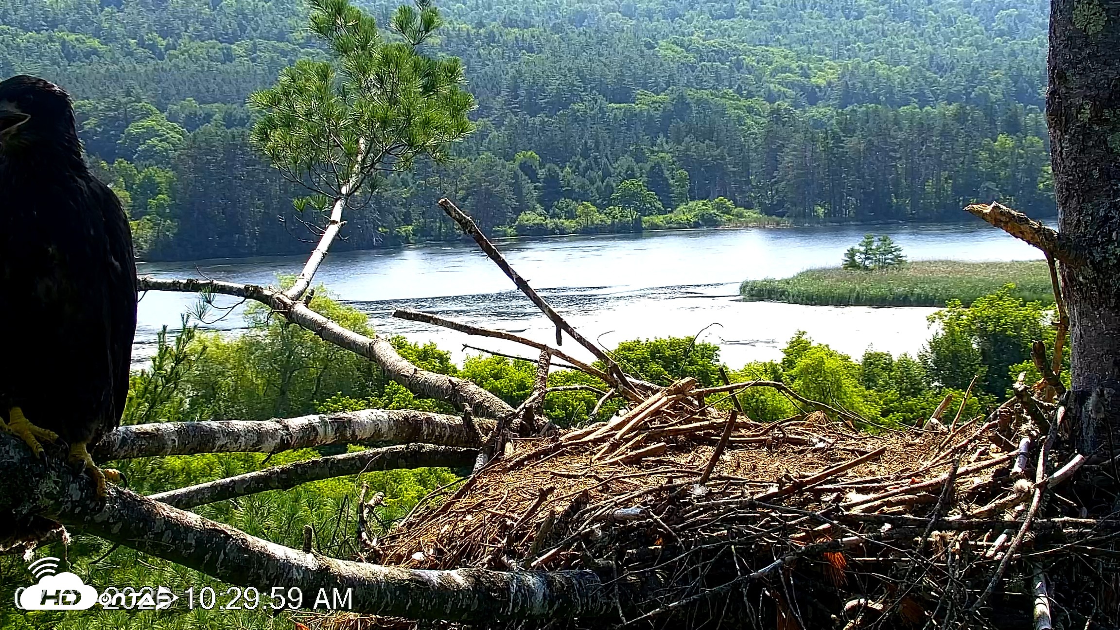 Snapshot of VINS Bald Eagles Nest Live Cams taken Jul 3, 2026, 10:30am EDT