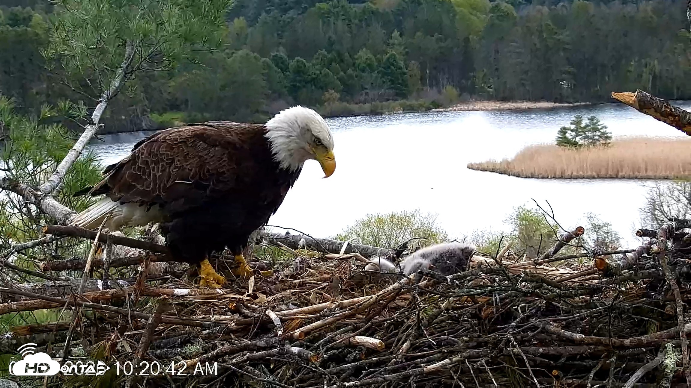 Snapshot of VINS Bald Eagles Nest Live Cams taken May 8, 2026, 10:21am EDT
