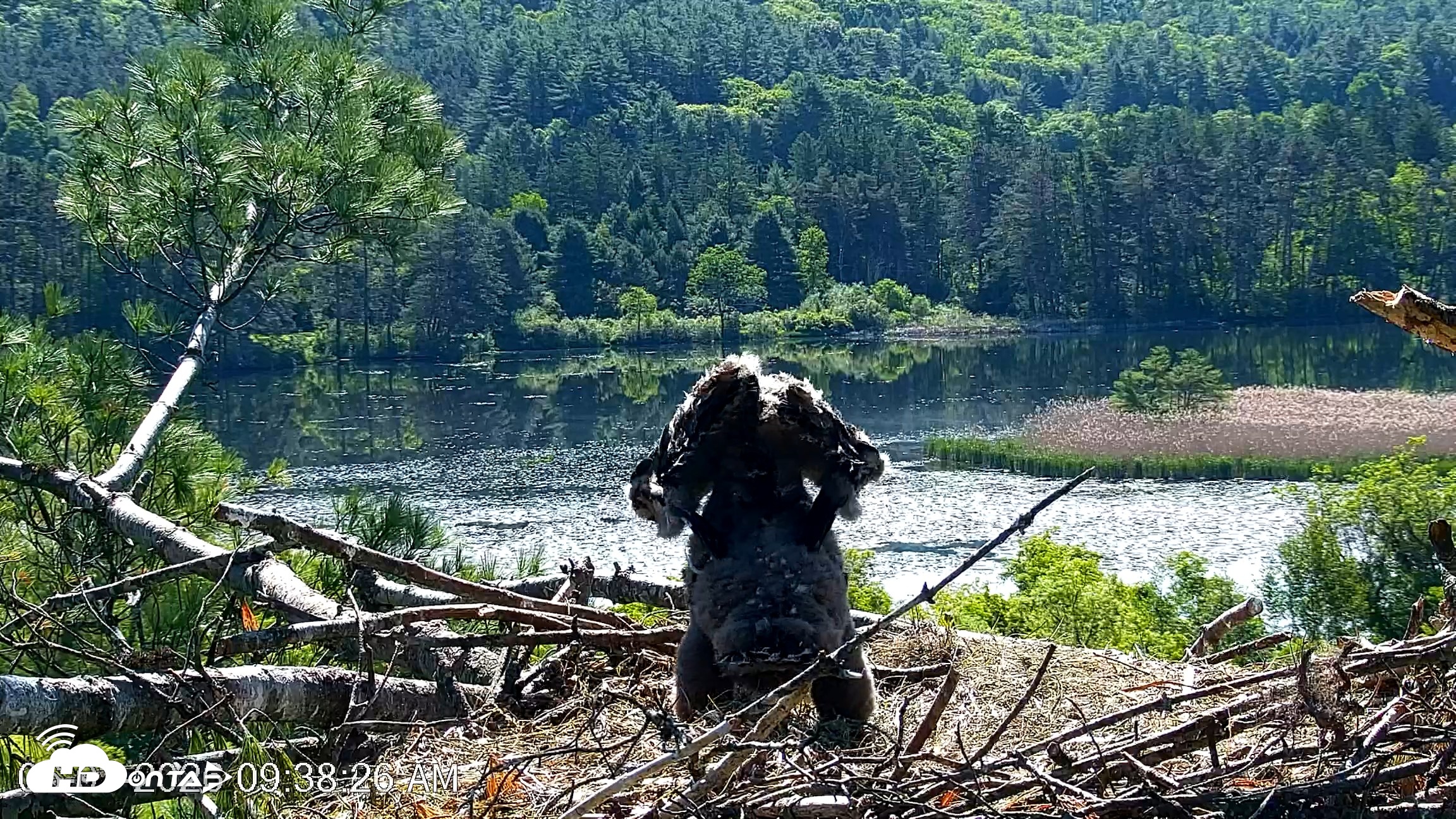 Snapshot of VINS Bald Eagles Nest Live Cams taken Jun 3, 2026, 9:39am EDT