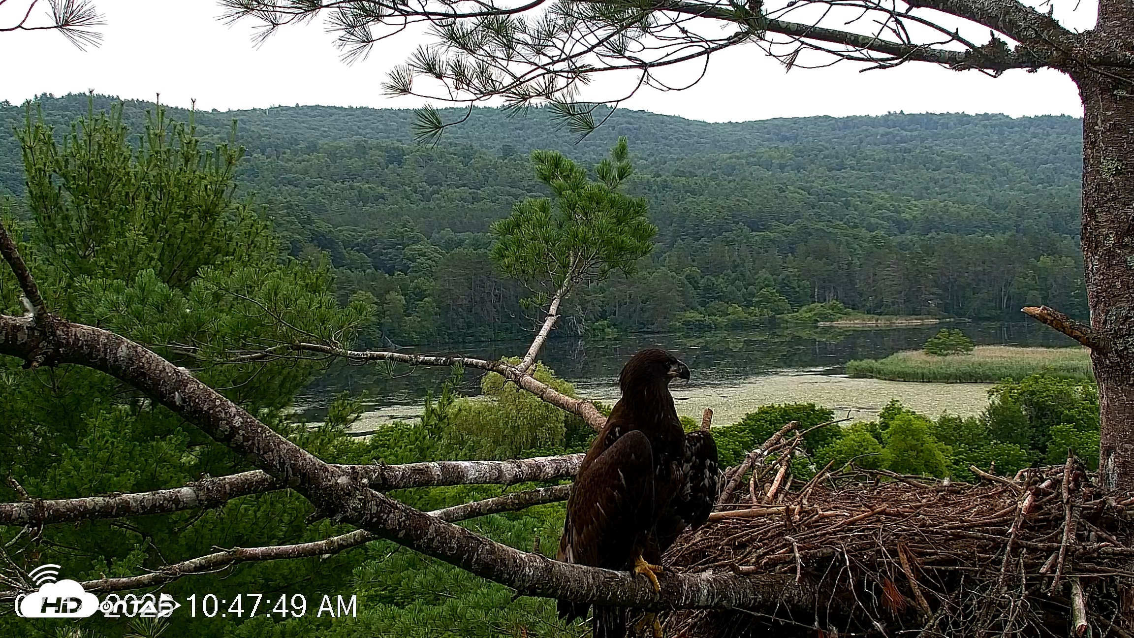 Snapshot of VINS Bald Eagles Nest Live Cams taken Jul 14, 2026, 10:48am EDT