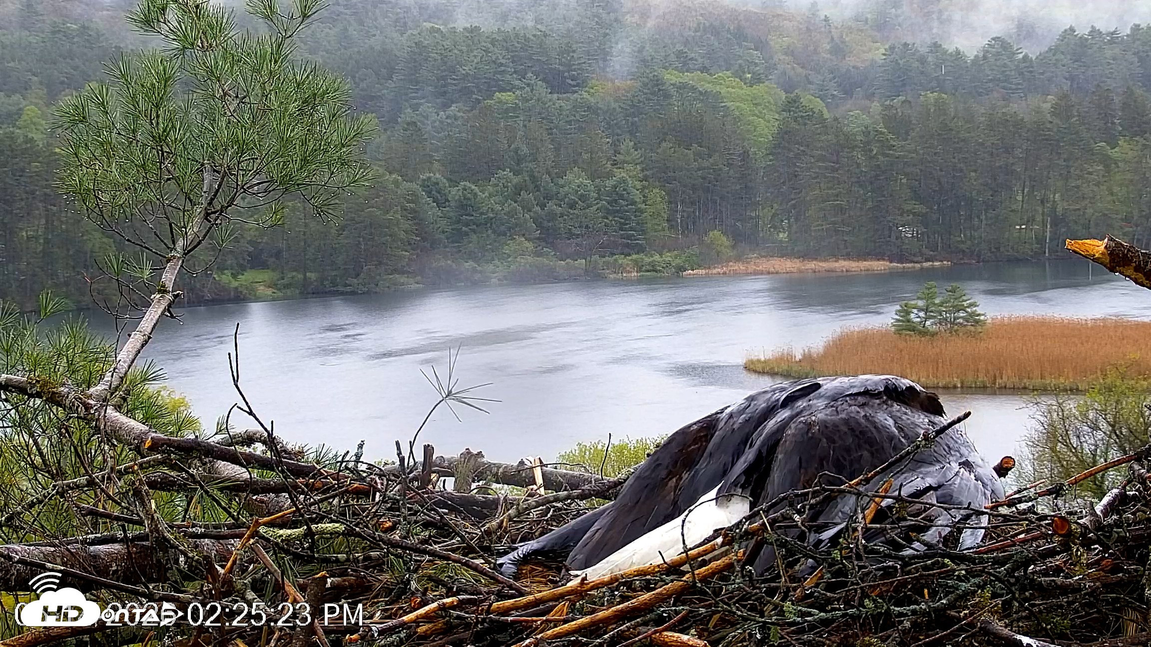 Snapshot of VINS Bald Eagles Nest Live Cams taken May 14, 2026, 2:26pm EDT