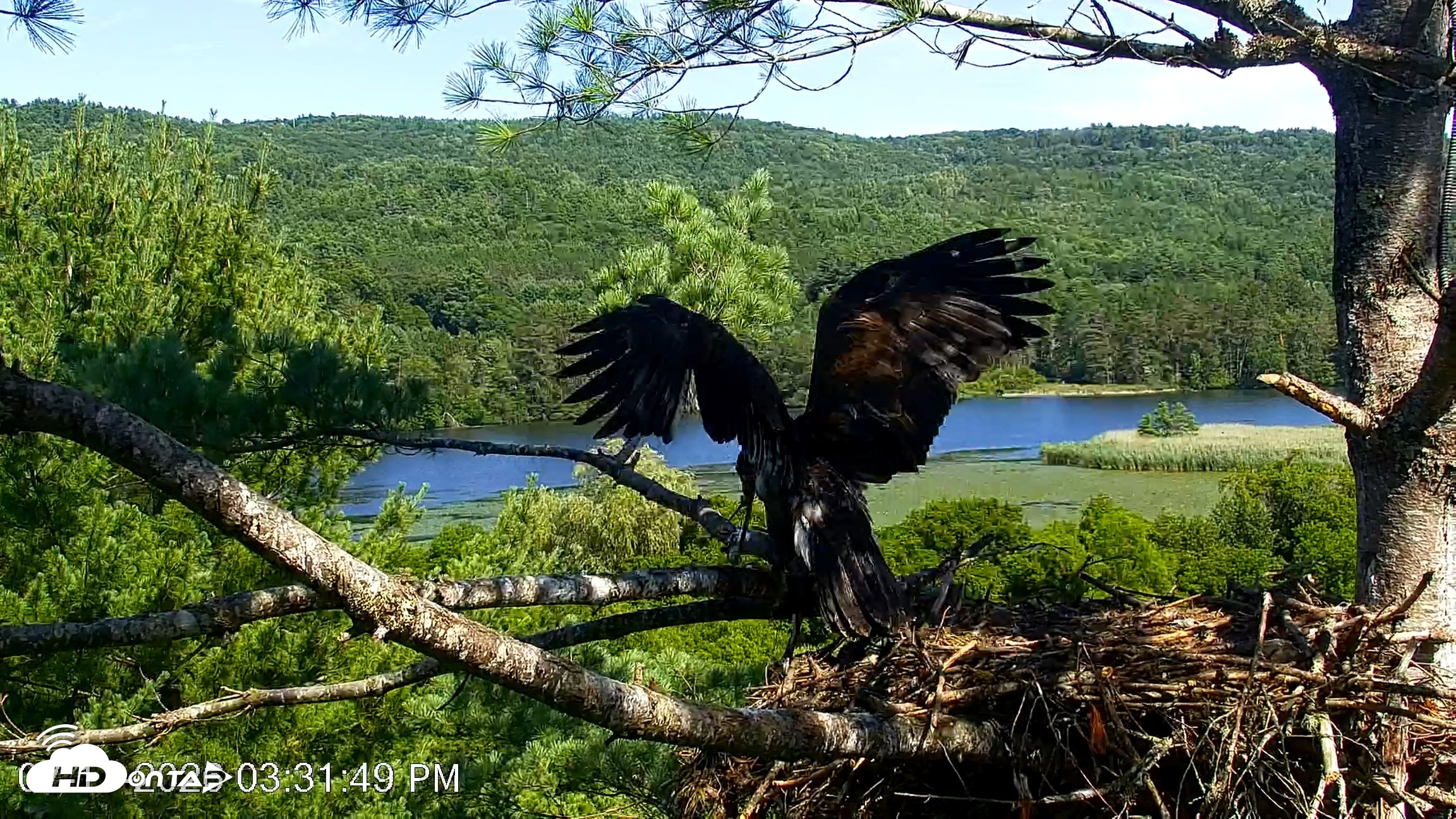 Snapshot of VINS Bald Eagles Nest Live Cams taken Jul 17, 2026, 3:32pm EDT