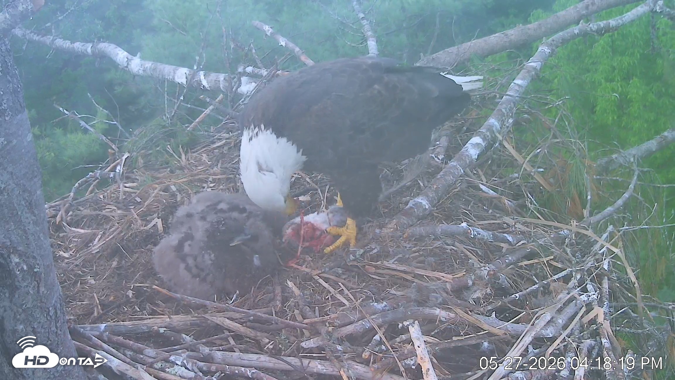 Snapshot of VINS Bald Eagles Nest Live Cams taken May 27, 2026, 4:19pm EDT