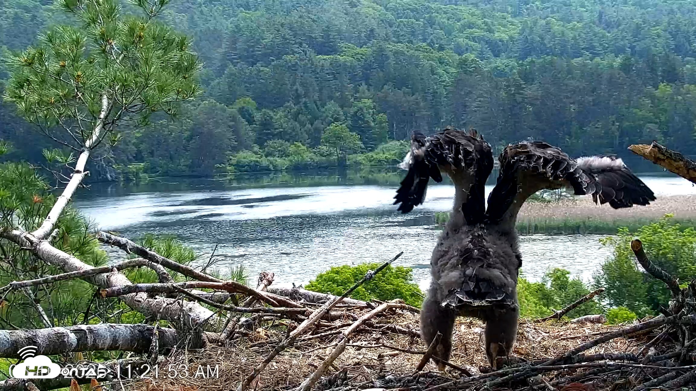 Snapshot of VINS Bald Eagles Nest Live Cams taken Jun 10, 2026, 11:22am EDT