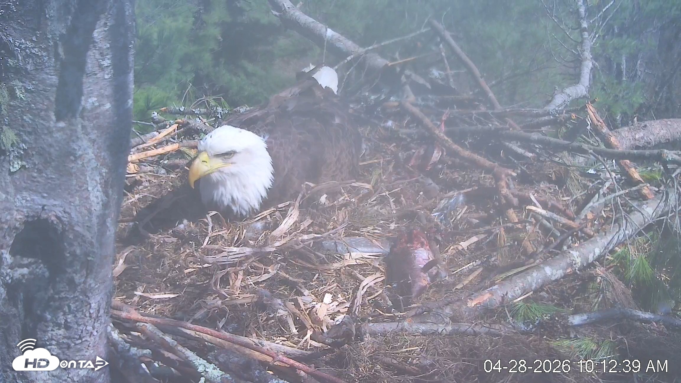 Snapshot of VINS Bald Eagles Nest Live Cams taken Apr 28, 2026, 10:13am EDT