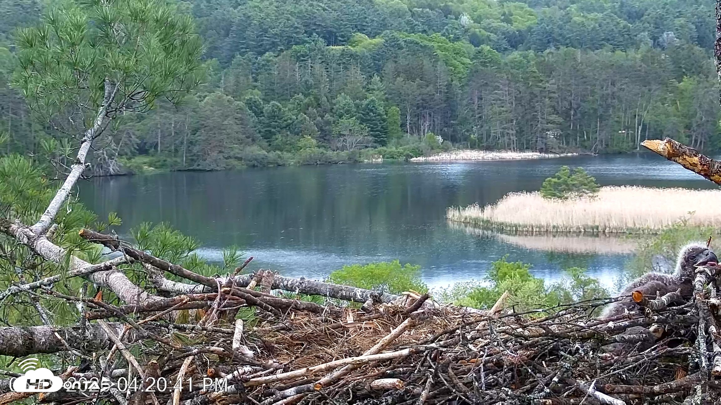 Snapshot of VINS Bald Eagles Nest Live Cams taken May 19, 2026, 4:21pm EDT