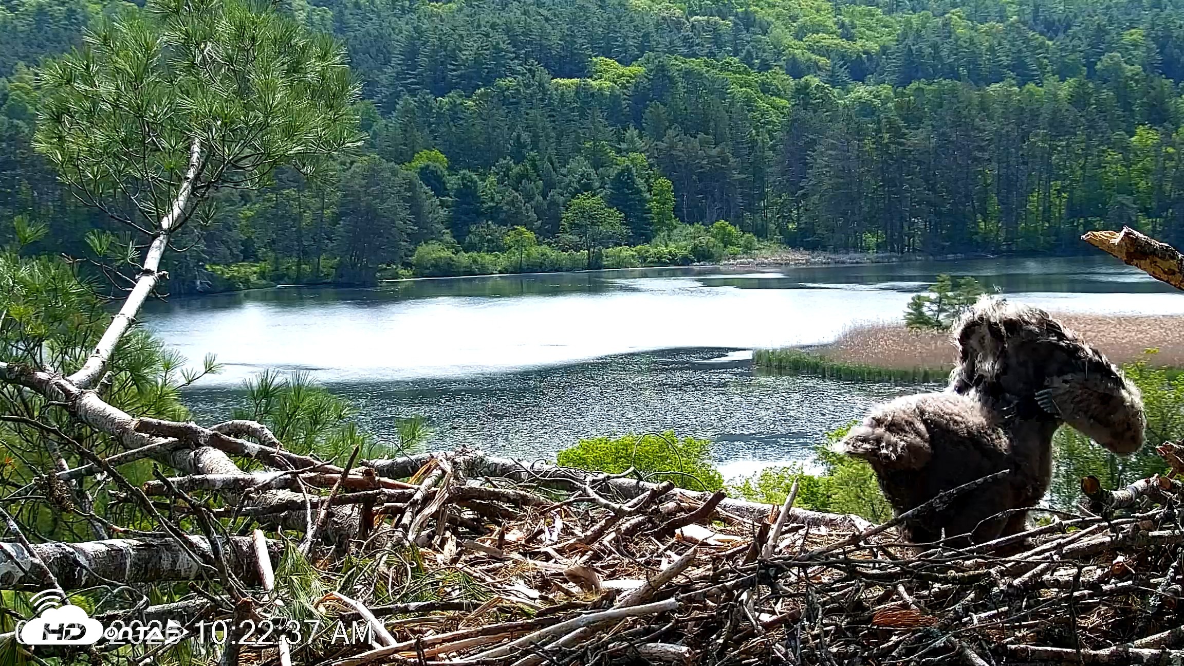 Snapshot of VINS Bald Eagles Nest Live Cams taken May 27, 2026, 10:23am EDT