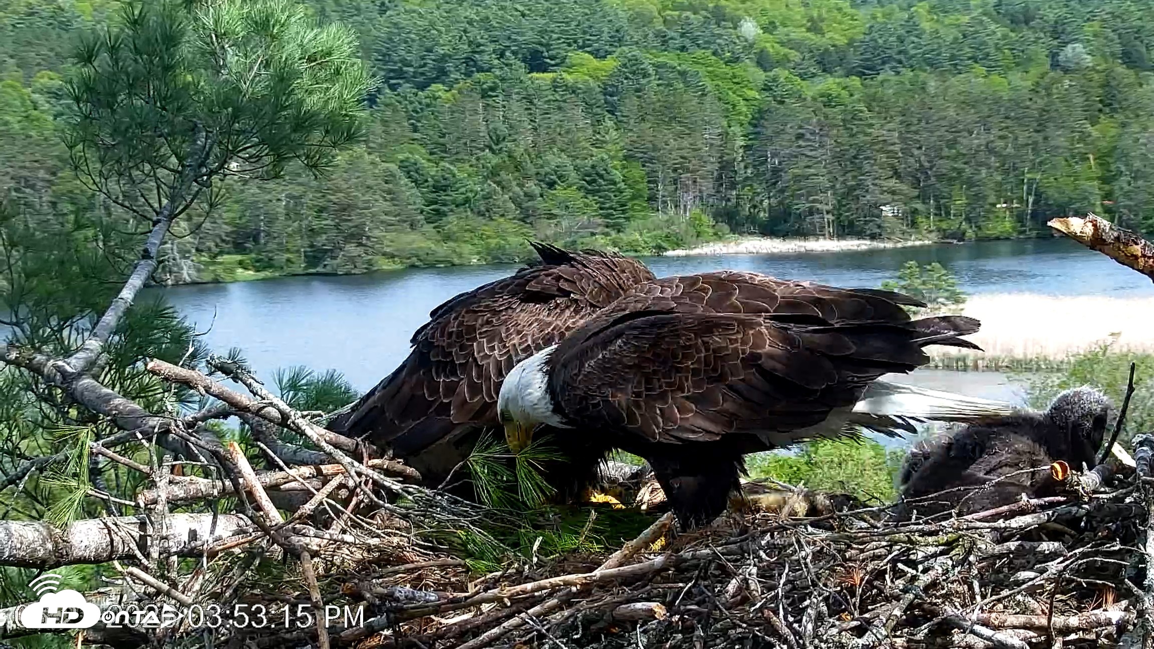 Snapshot of VINS Bald Eagles Nest Live Cams taken May 21, 2026, 3:54pm EDT