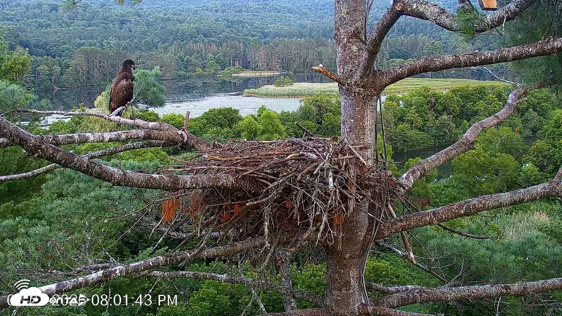 Snapshot of VINS Bald Eagles Nest Live Cams taken Jul 27, 2026, 8:03pm EDT