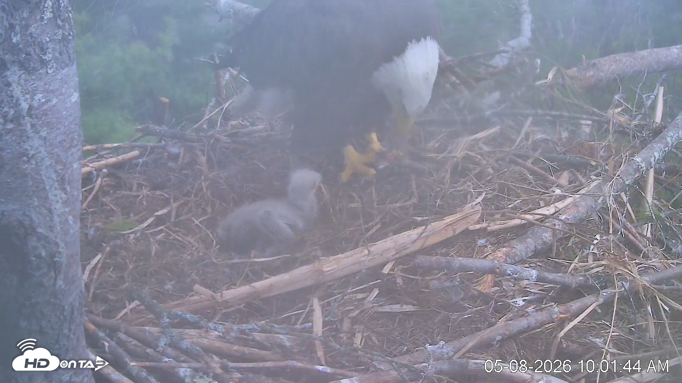 Snapshot of VINS Bald Eagles Nest Live Cams taken May 8, 2026, 10:02am EDT