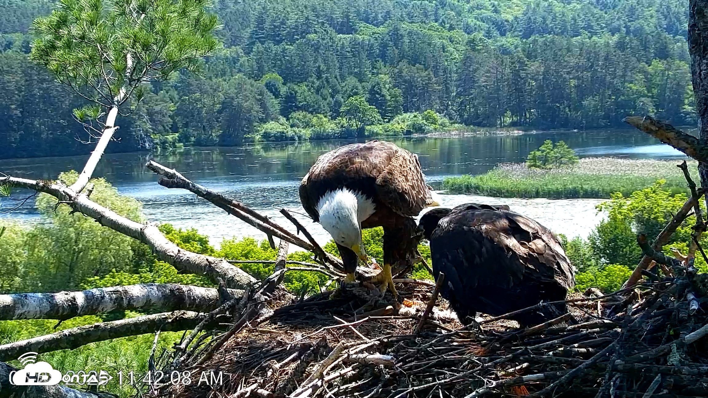 Snapshot of VINS Bald Eagles Nest Live Cams taken Jun 28, 2026, 11:42am EDT