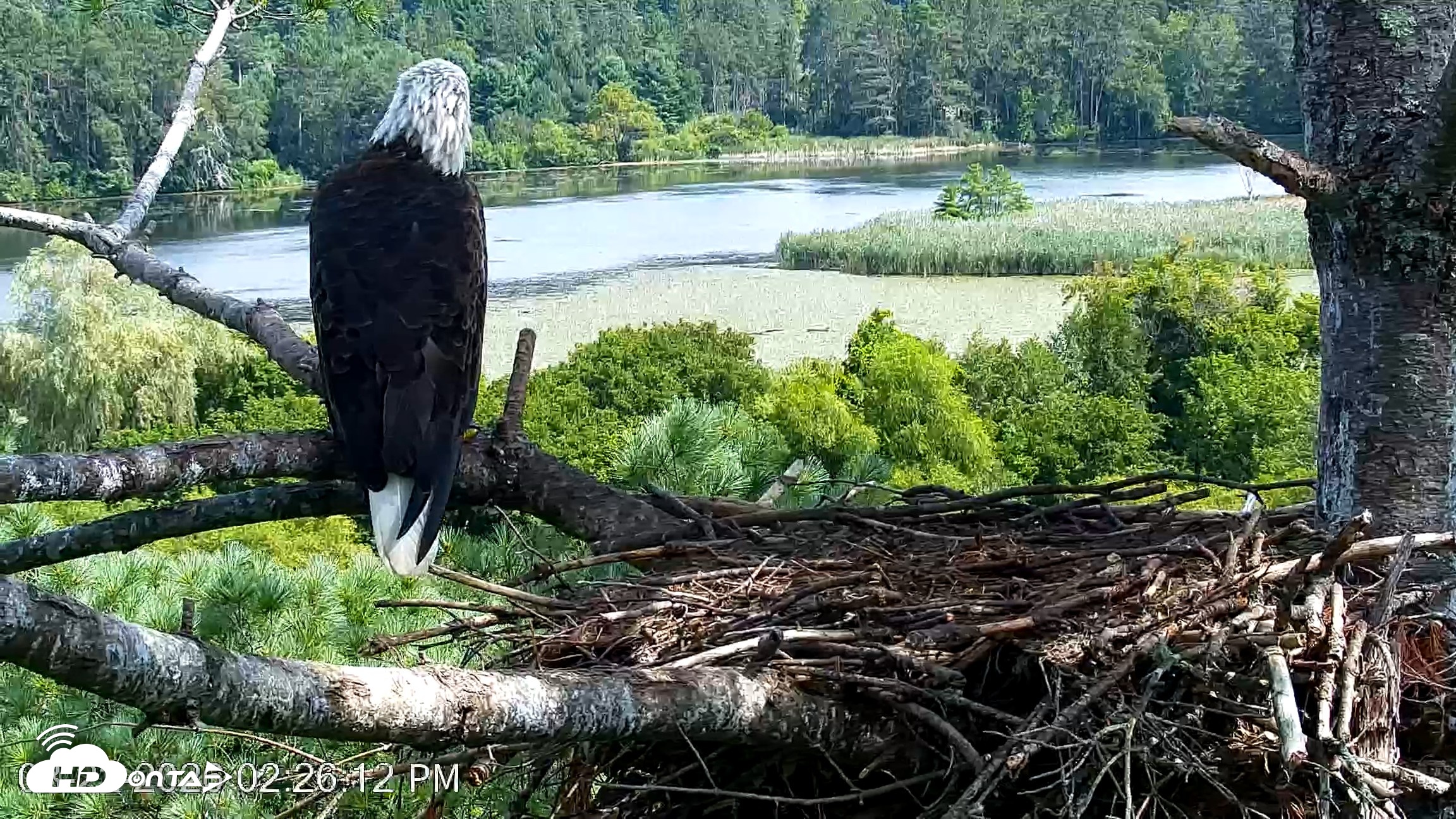 Snapshot of VINS Bald Eagles Nest Live Cams taken Aug 22, 2026, 2:27pm EDT
