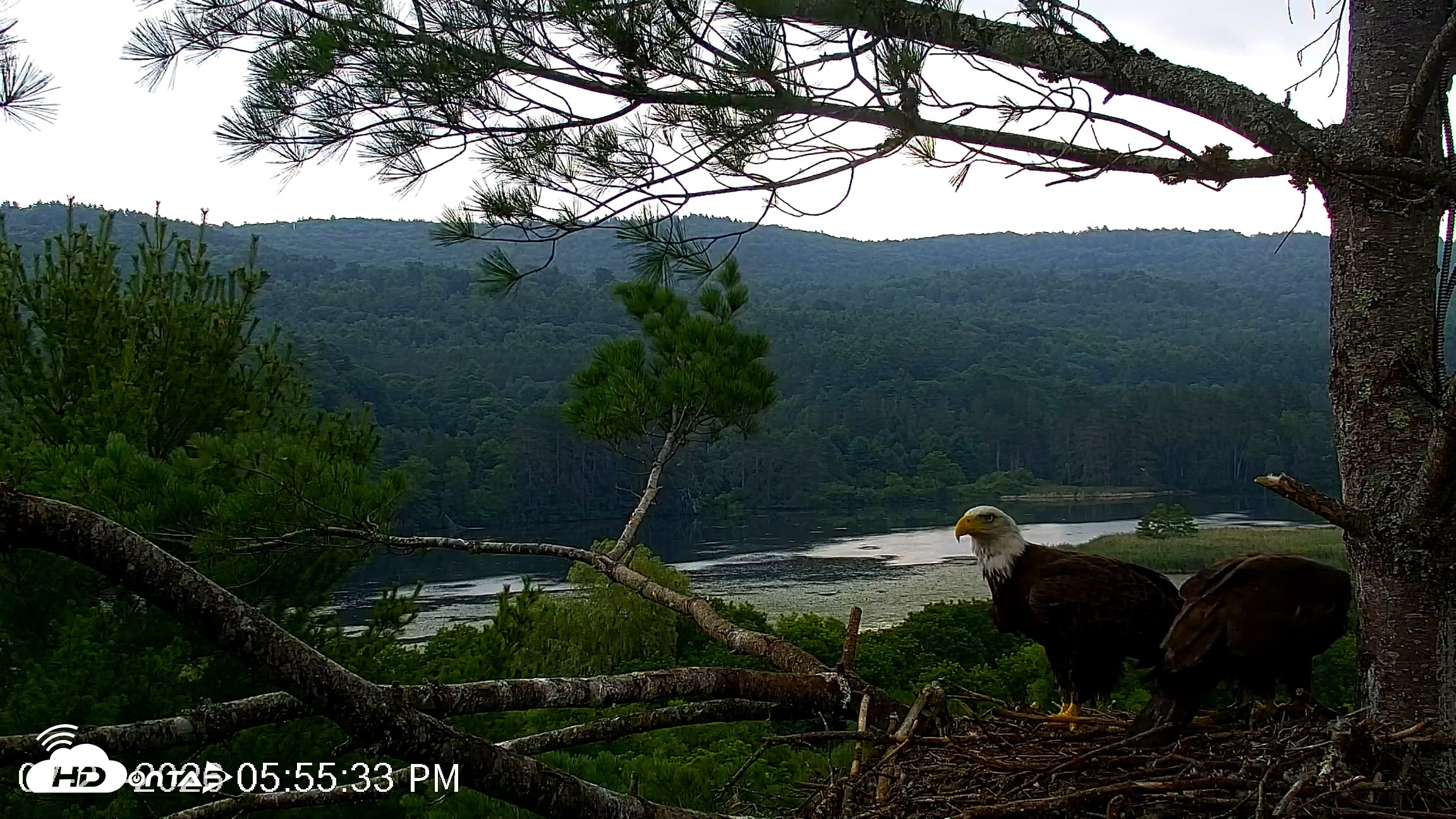 Snapshot of VINS Bald Eagles Nest Live Cams taken Jul 21, 2026, 5:56pm EDT