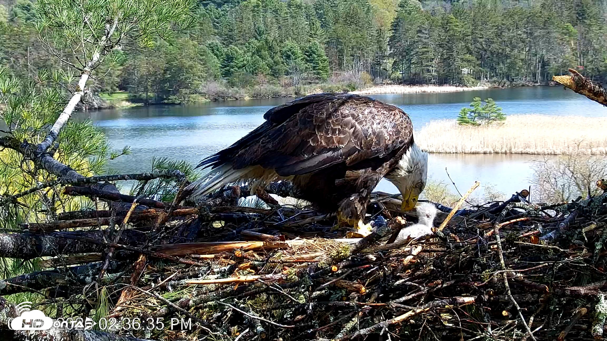 Snapshot of VINS Bald Eagles Nest Live Cams taken May 2, 2026, 2:37pm EDT