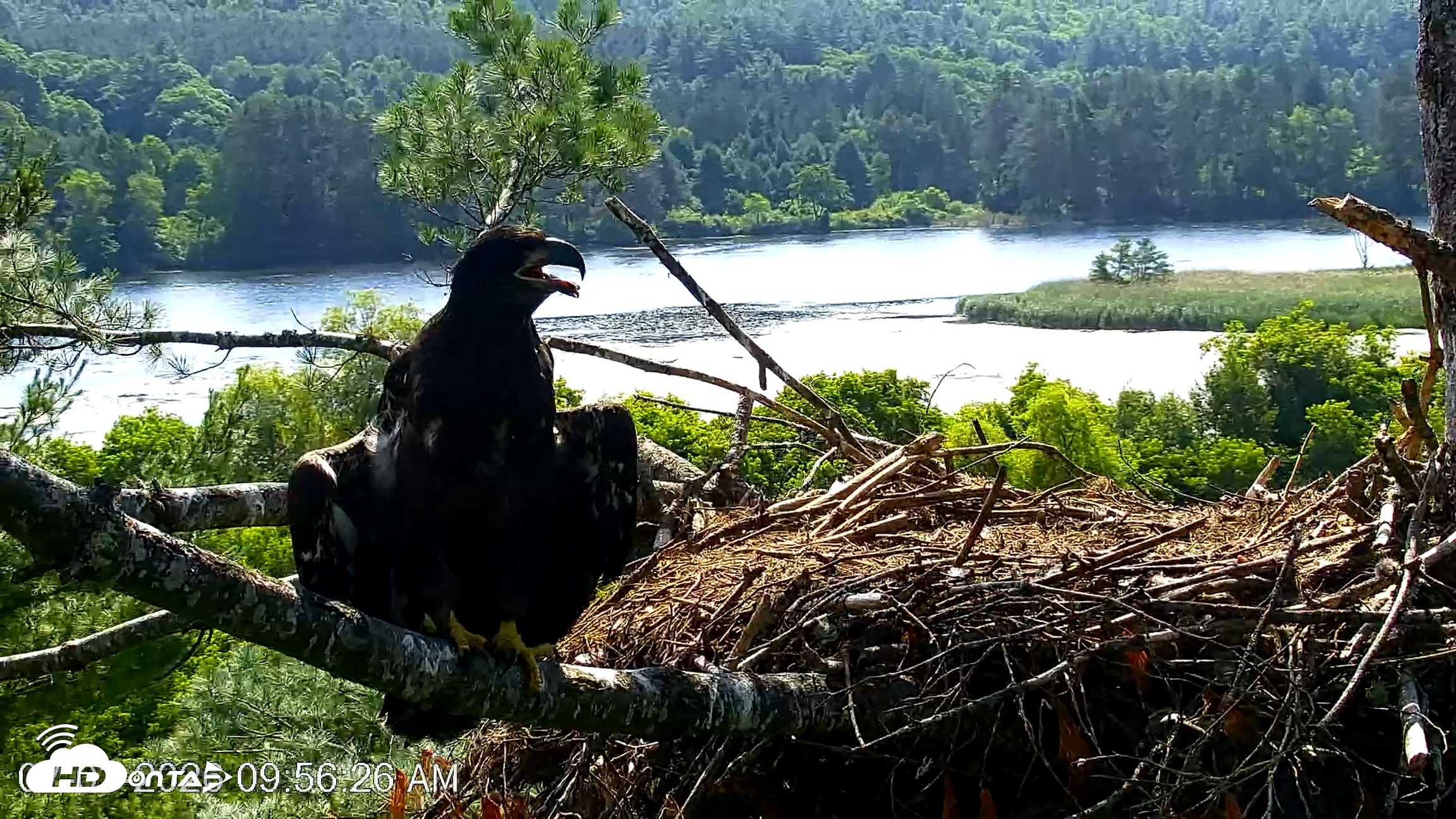 Snapshot of VINS Bald Eagles Nest Live Cams taken Jul 3, 2026, 9:57am EDT