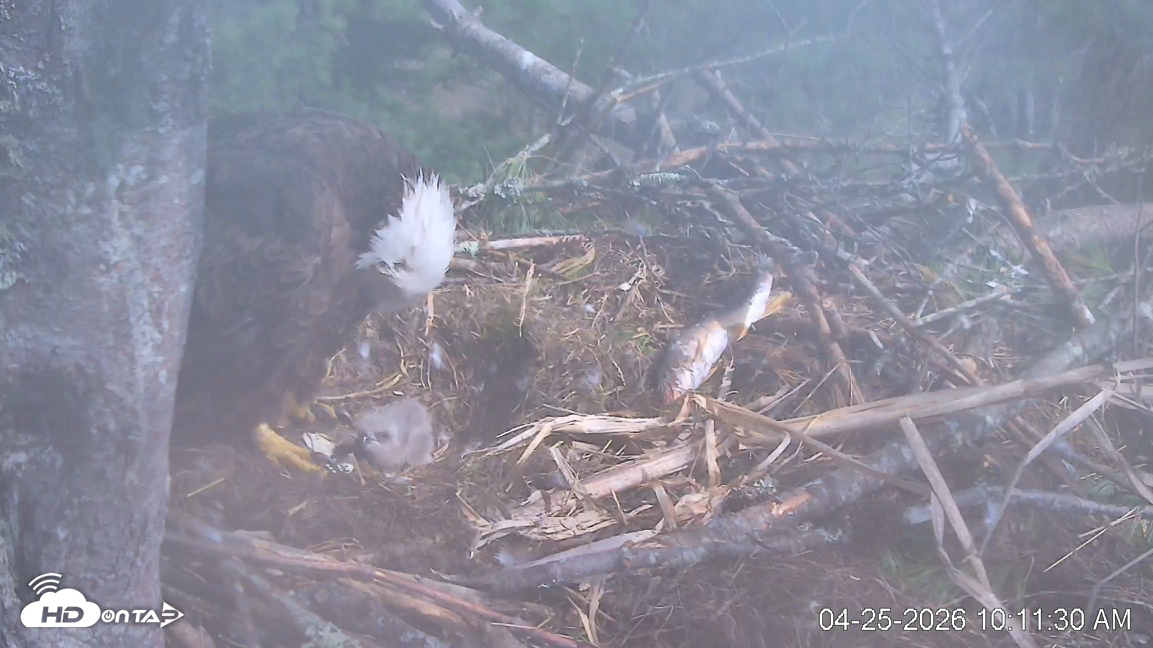Snapshot of VINS Bald Eagles Nest Live Cams taken Apr 25, 2026, 10:12am EDT