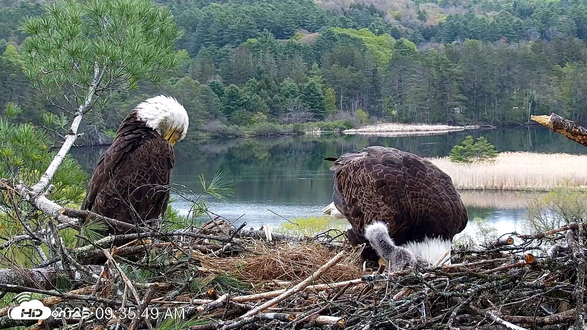 Snapshot of VINS Bald Eagles Nest Live Cams taken May 13, 2026, 9:36am EDT