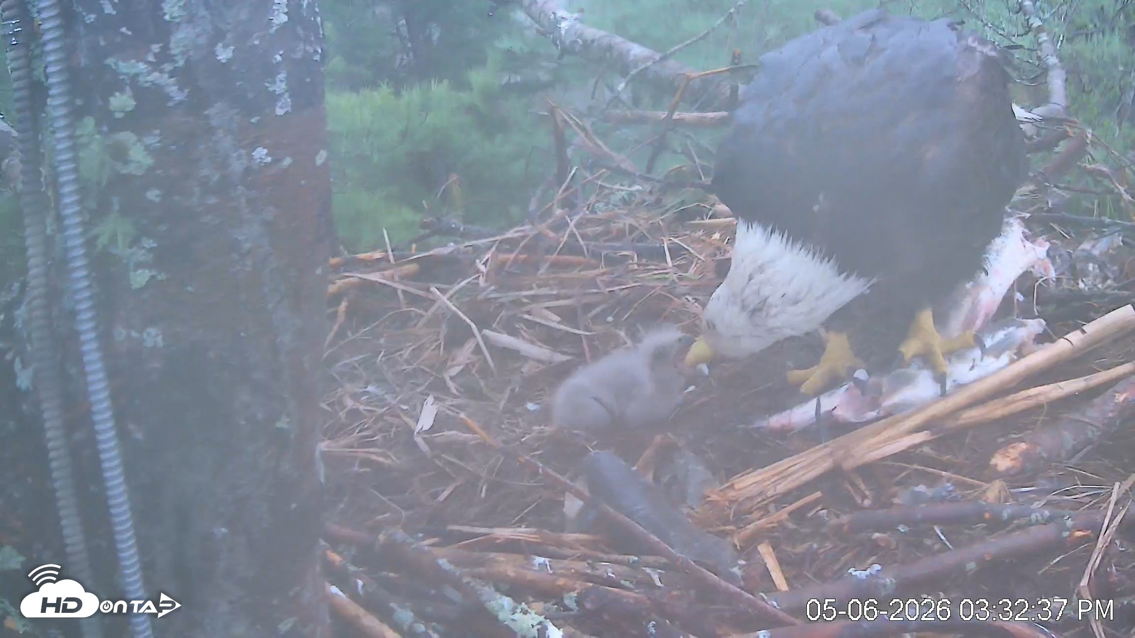 Snapshot of VINS Bald Eagles Nest Live Cams taken May 6, 2026, 3:33pm EDT