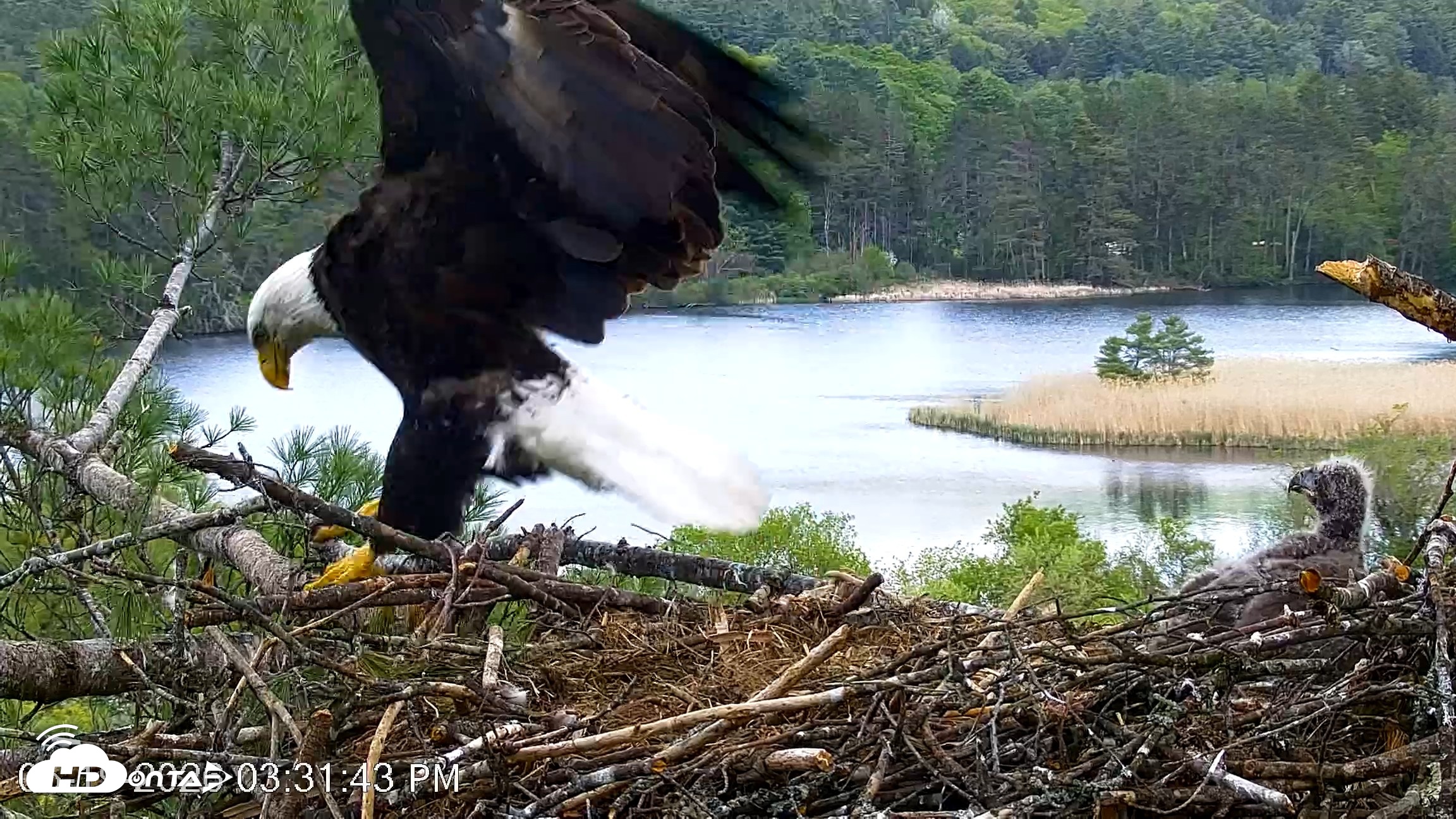 Snapshot of VINS Bald Eagles Nest Live Cams taken May 19, 2026, 3:32pm EDT