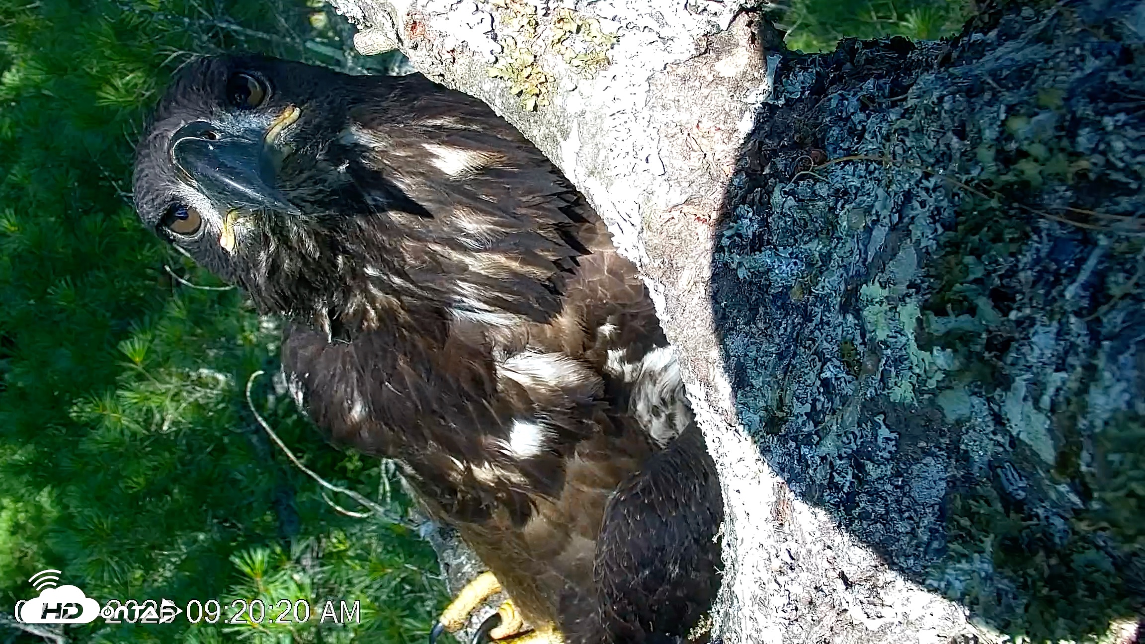 Snapshot of VINS Bald Eagles Nest Live Cams taken Jul 27, 2026, 9:21am EDT