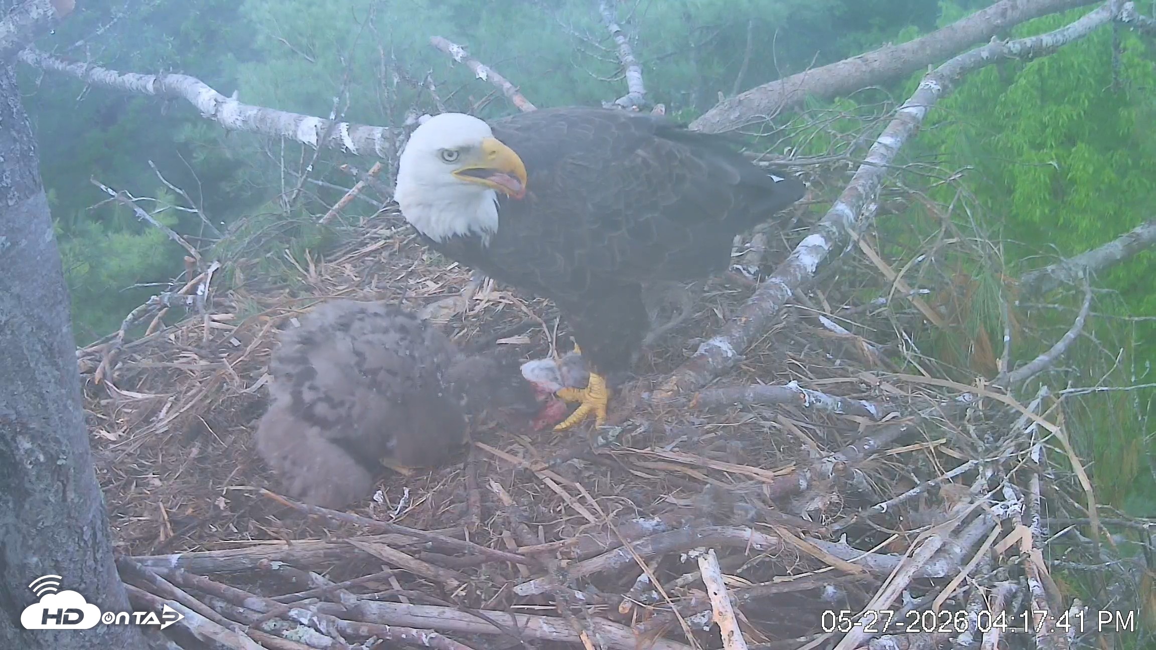 Snapshot of VINS Bald Eagles Nest Live Cams taken May 27, 2026, 4:18pm EDT
