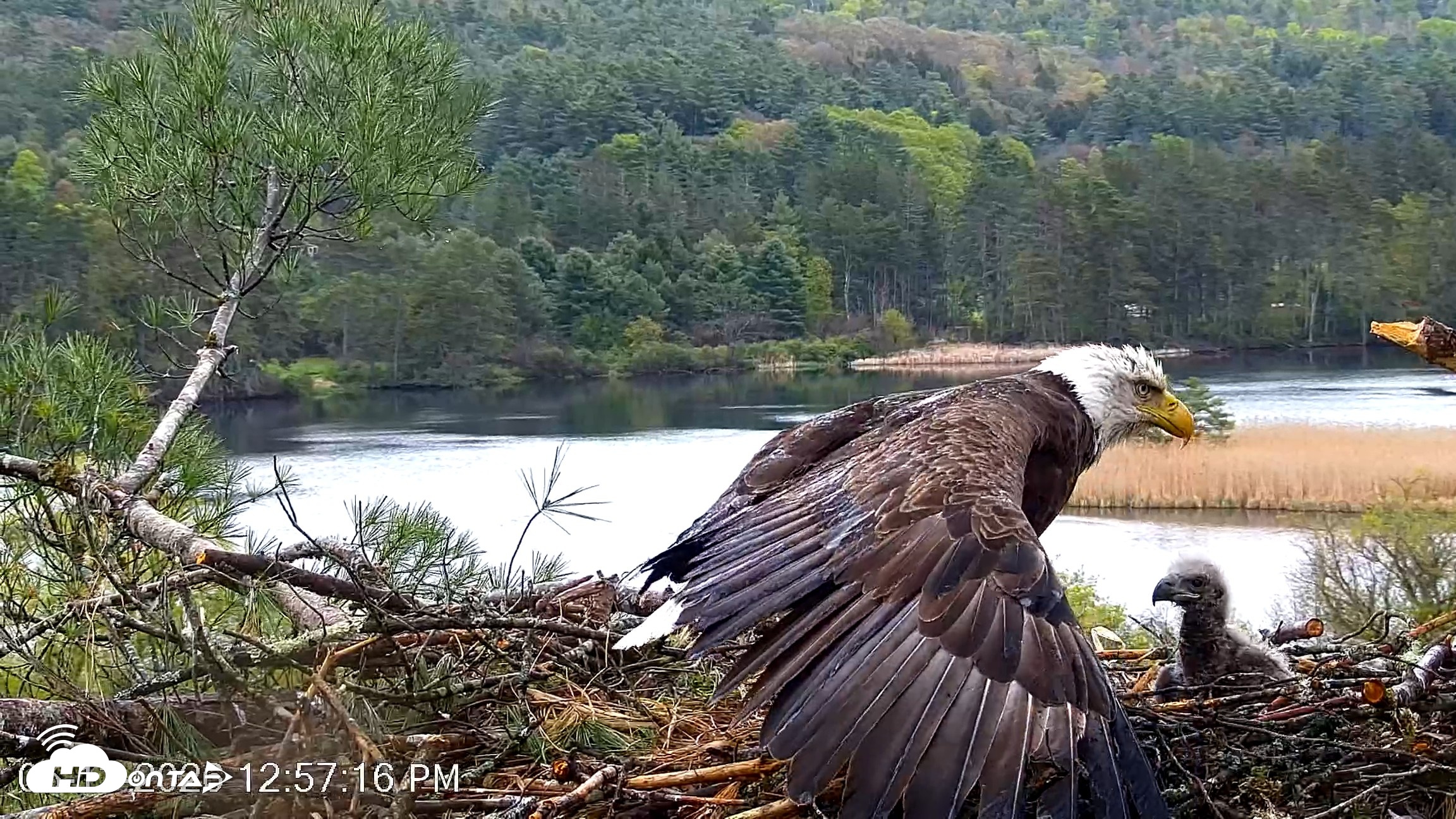 Snapshot of VINS Bald Eagles Nest Live Cams taken May 13, 2026, 12:57pm EDT