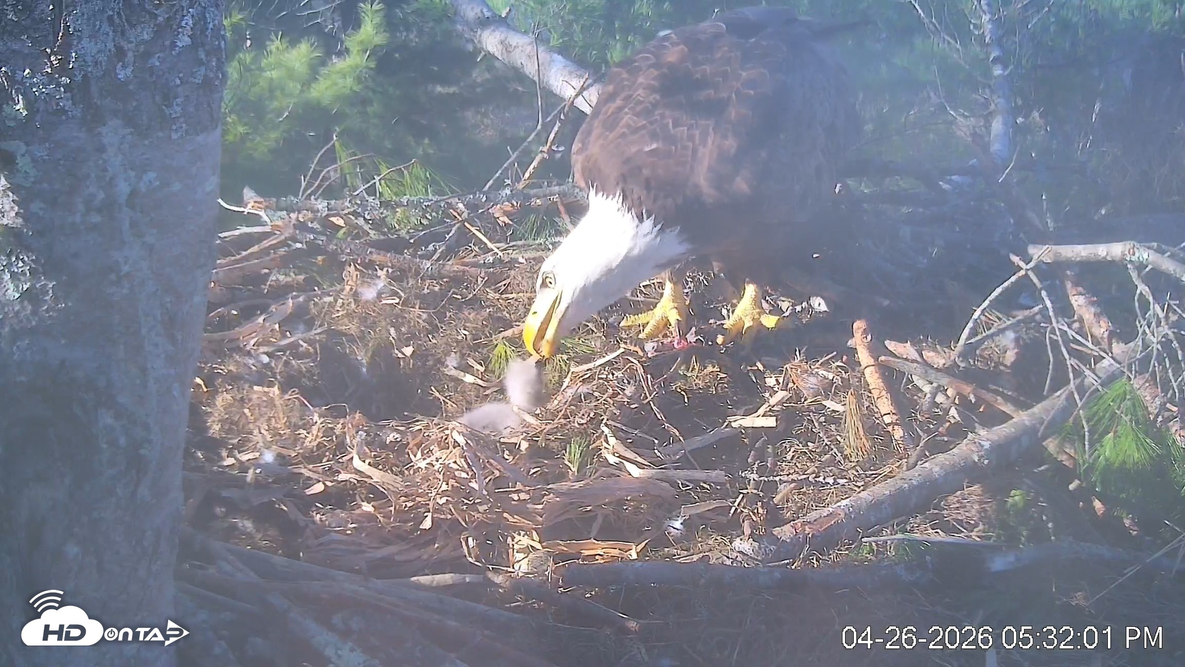 Snapshot of VINS Bald Eagles Nest Live Cams taken Apr 26, 2026, 5:32pm EDT