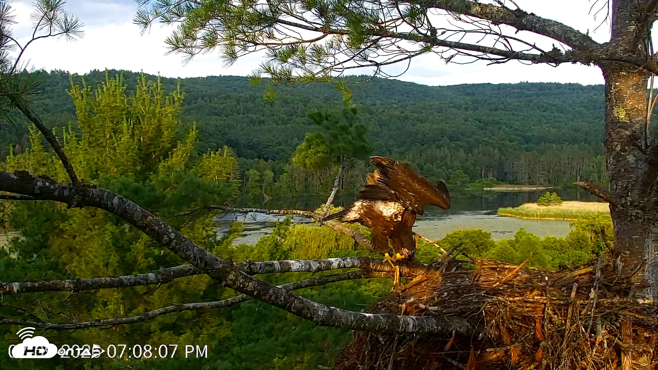 Snapshot of VINS Bald Eagles Nest Live Cams taken Jul 9, 2026, 7:08pm EDT