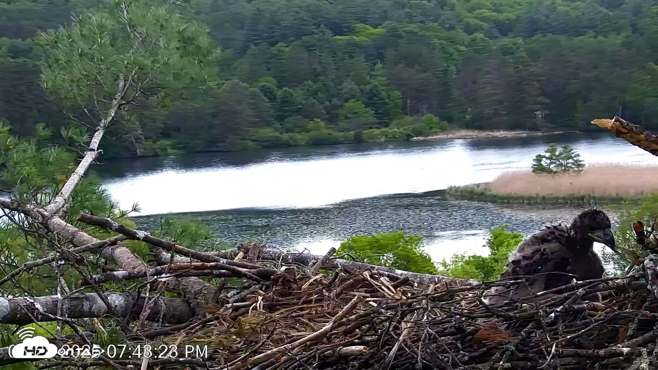Snapshot of VINS Bald Eagles Nest Live Cams taken May 28, 2026, 7:44pm EDT