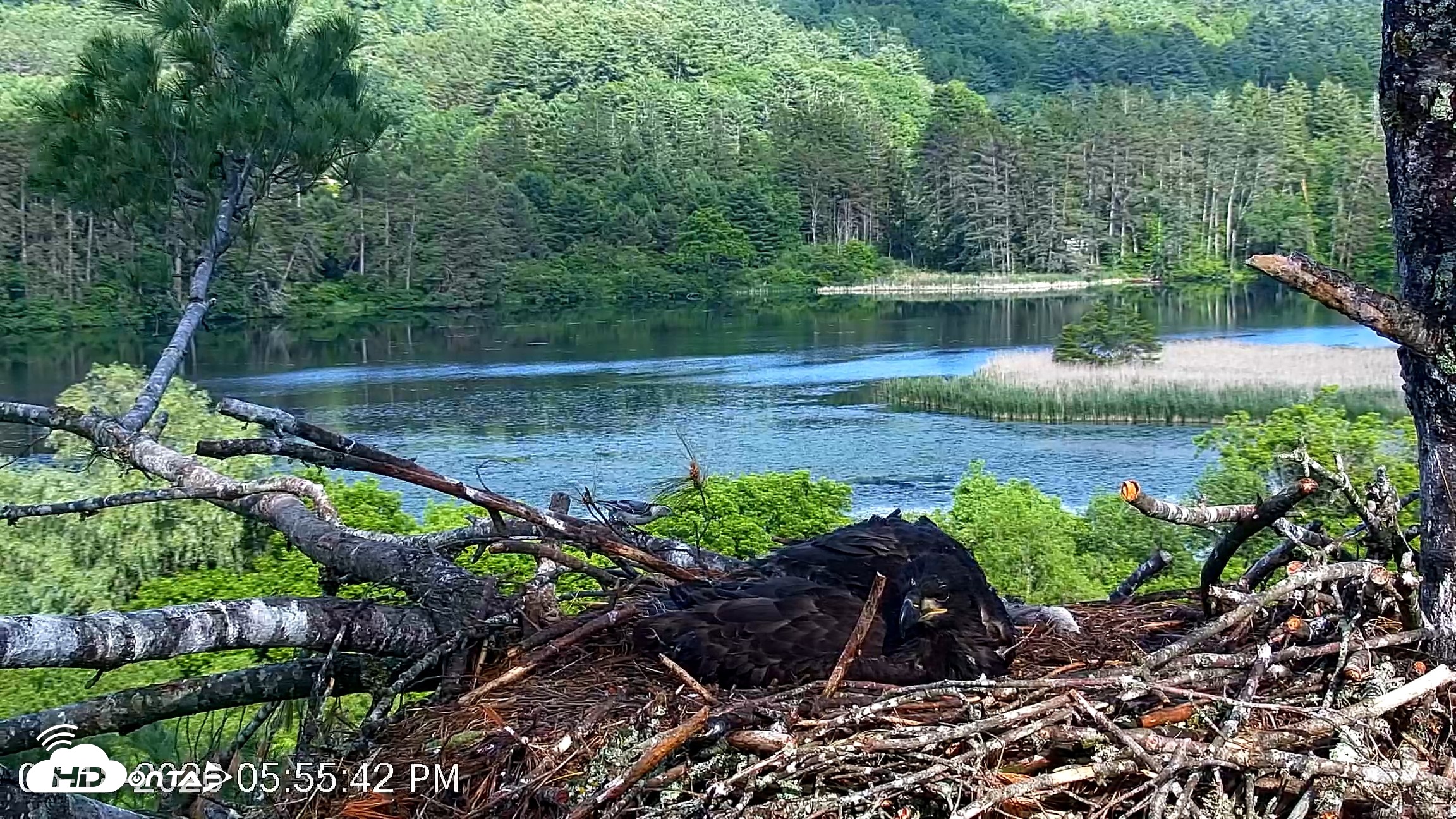 Snapshot of VINS Bald Eagles Nest Live Cams taken Jun 18, 2026, 5:56pm EDT