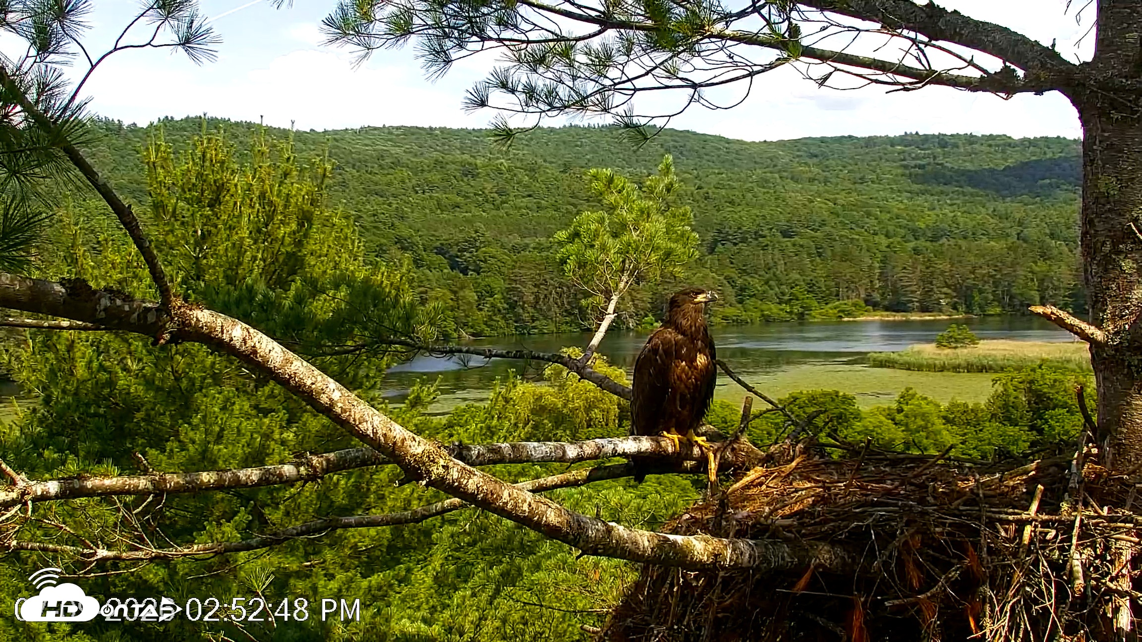 Snapshot of VINS Bald Eagles Nest Live Cams taken Jul 9, 2026, 2:53pm EDT