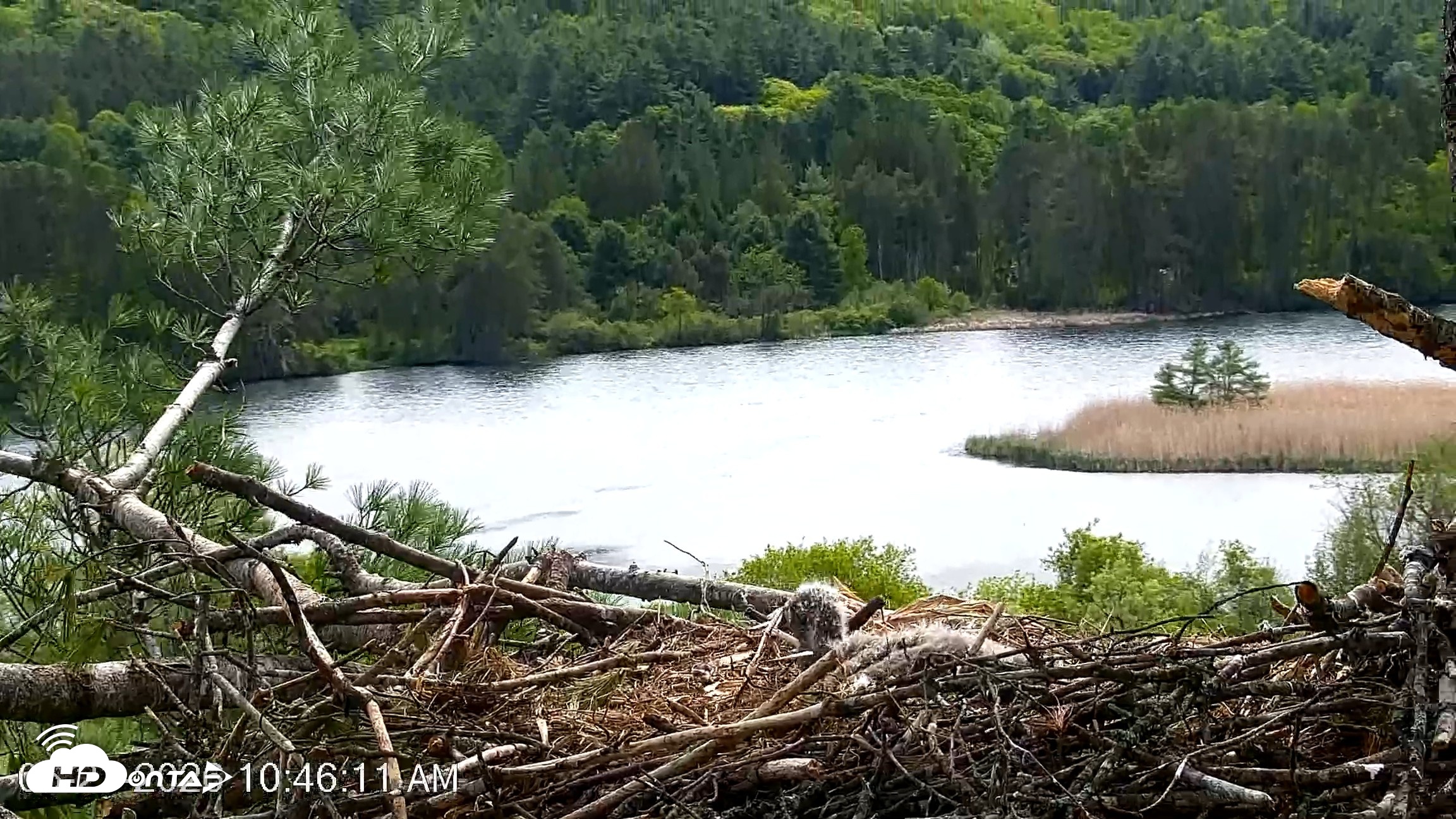 Snapshot of VINS Bald Eagles Nest Live Cams taken May 21, 2026, 10:46am EDT