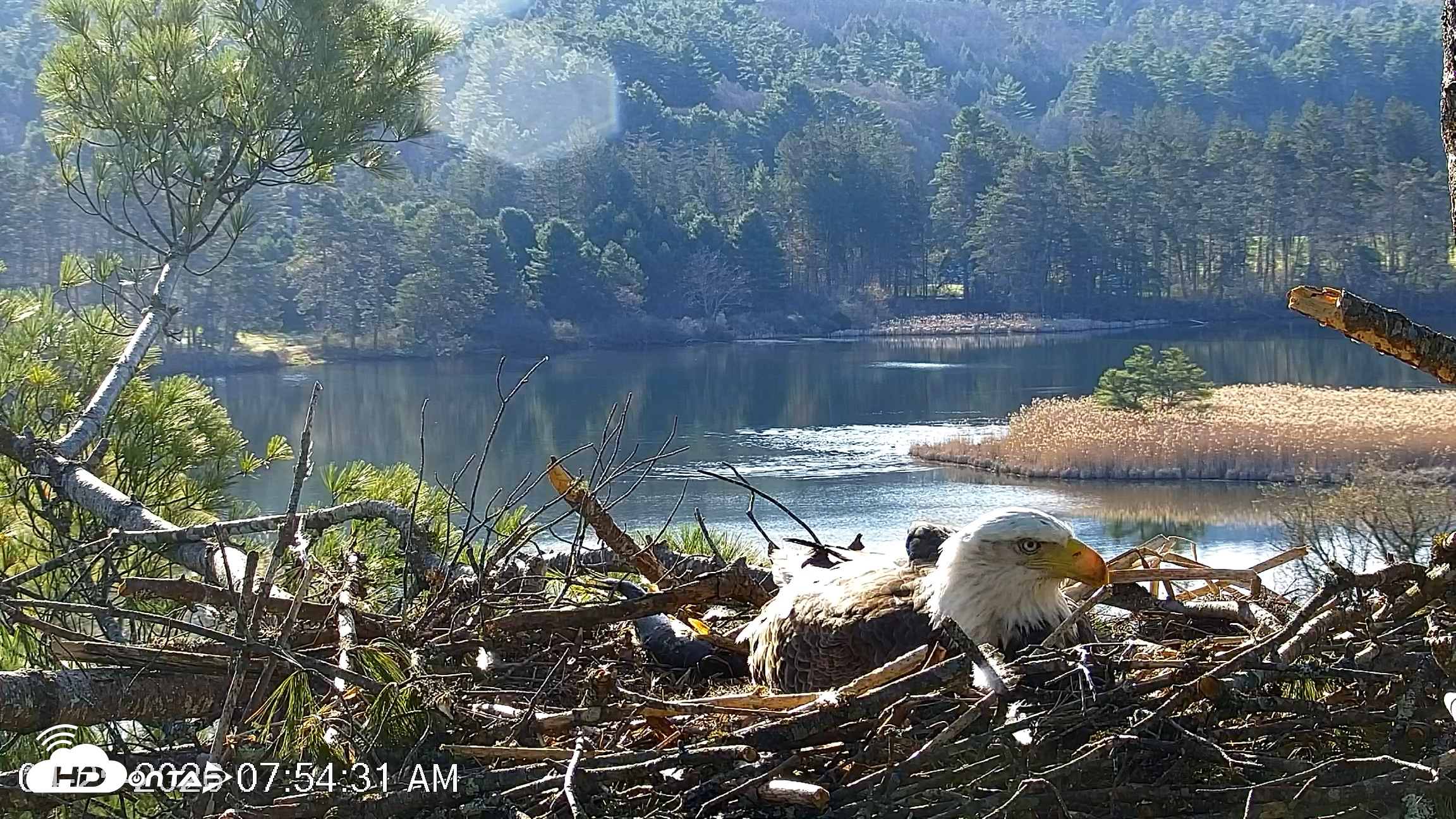 Snapshot of VINS Bald Eagles Nest Live Cams taken Apr 25, 2026, 7:56am EDT